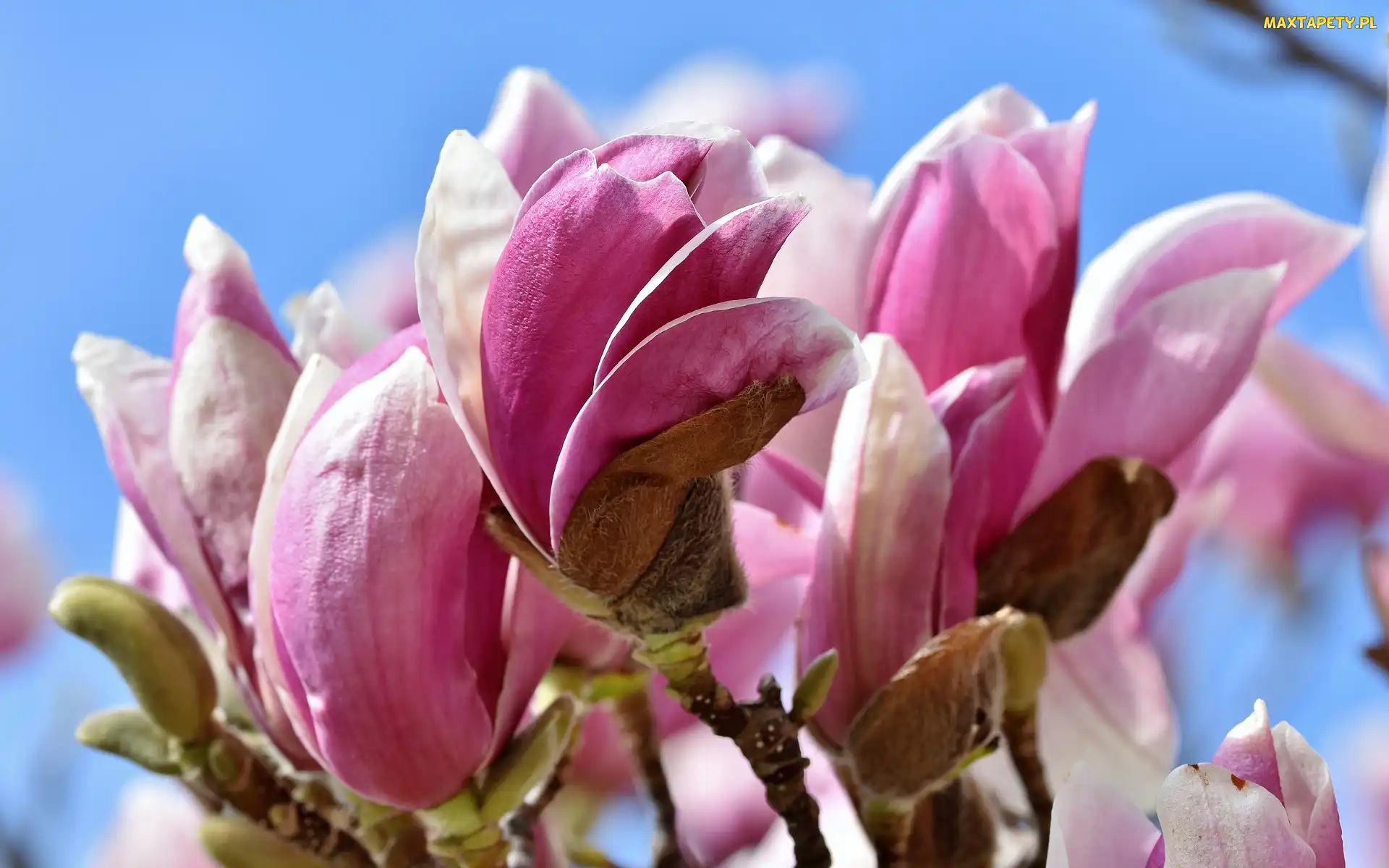 Różowe, Magnolie, Kwiaty