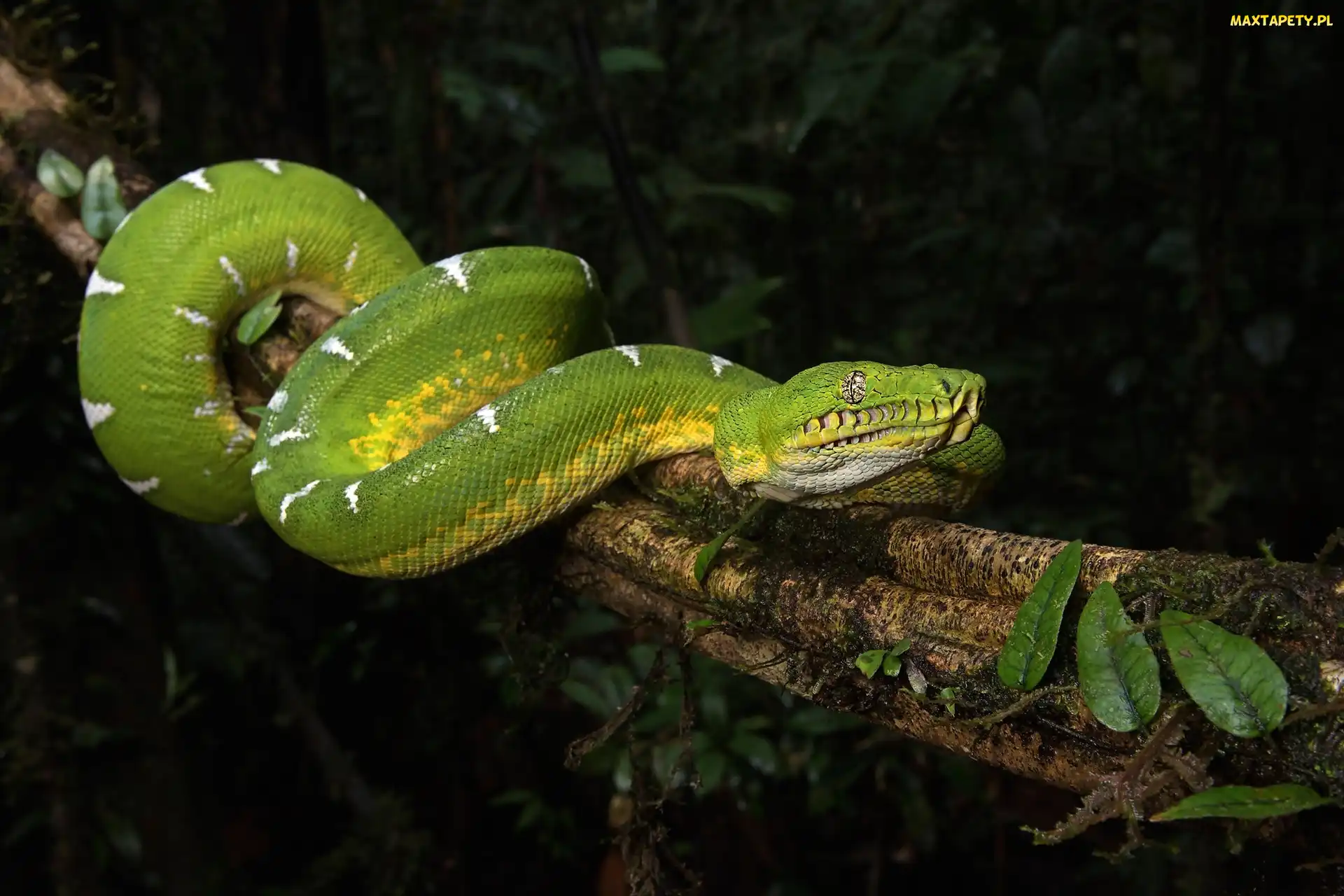 Zielony, Drzewo, Boa, Corallus batesii, Wąż