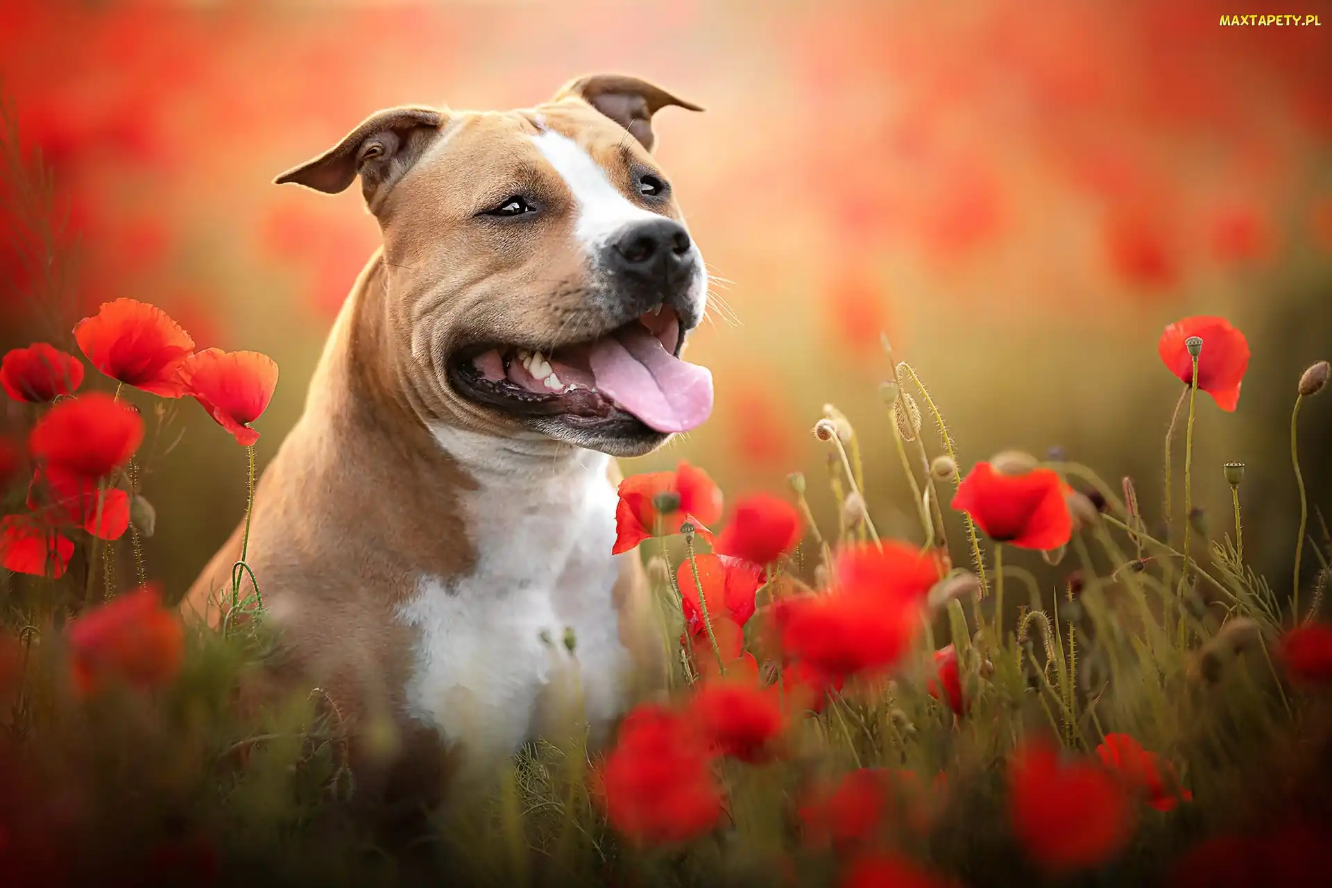 Pies, Maki, Staffordshire bull terrier