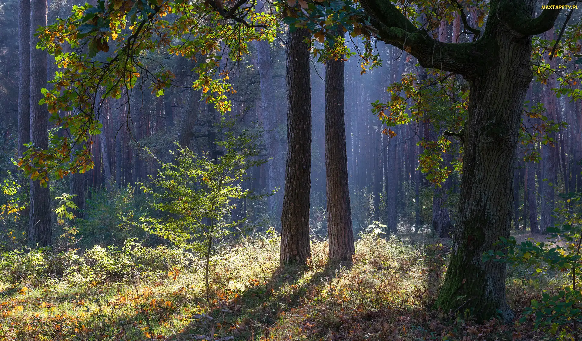 Drzewa, Liście, Mgła, Jesień, Las