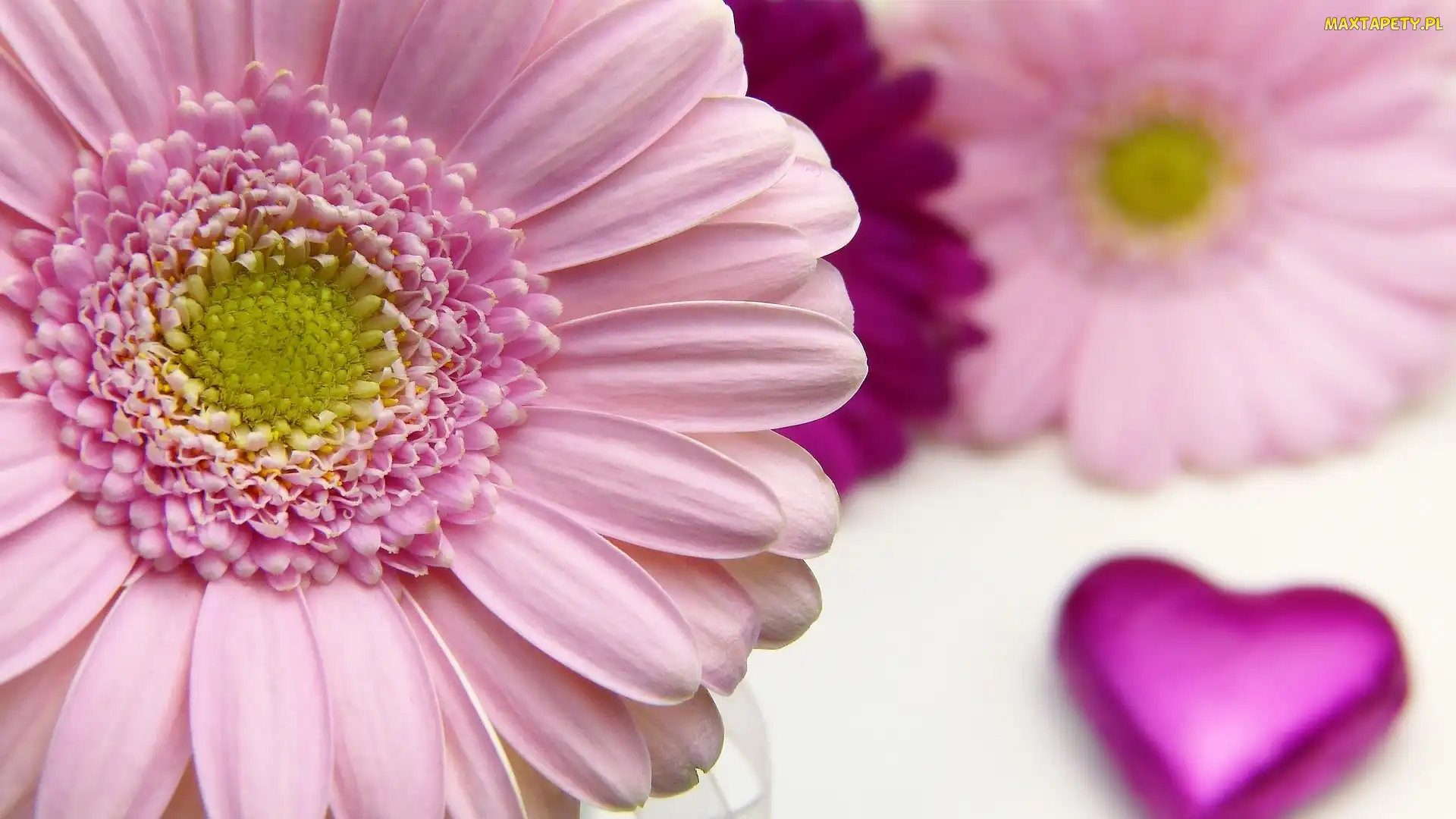 Serce, Rozmyte, Różowa, Gerbera