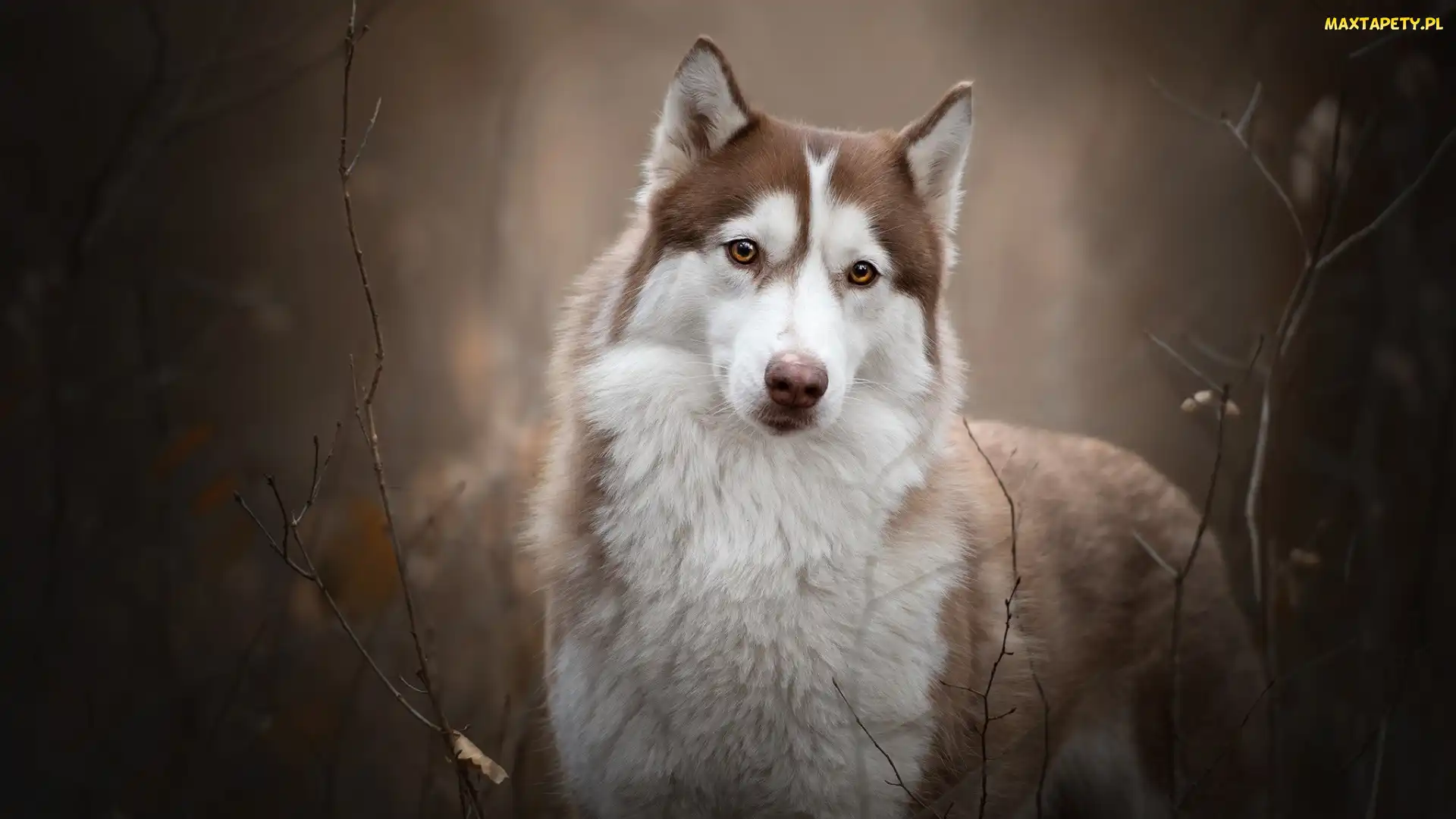Pies, Siberian husky, Brązowo-biały