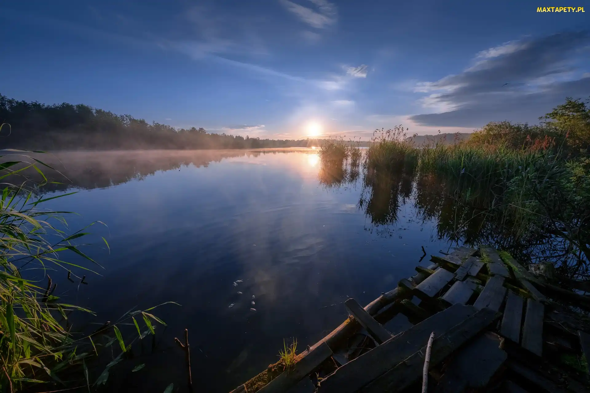 Drzewa, Wschód słońca, Jezioro, Szuwary
