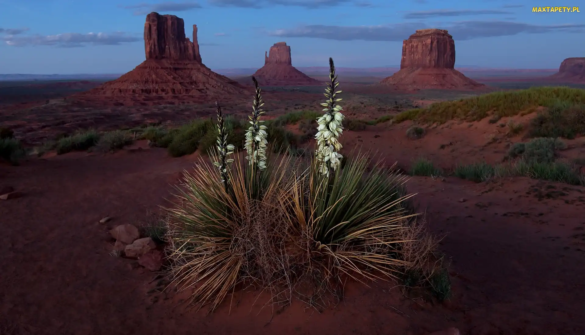 Wyżyna Kolorado, Stan Utah, Kwiat, Stany Zjednoczone Juka karolińska, Juka karolińska, Skały, Dolina Pomników, Monument Valley, Rezerwat Indian Navaho