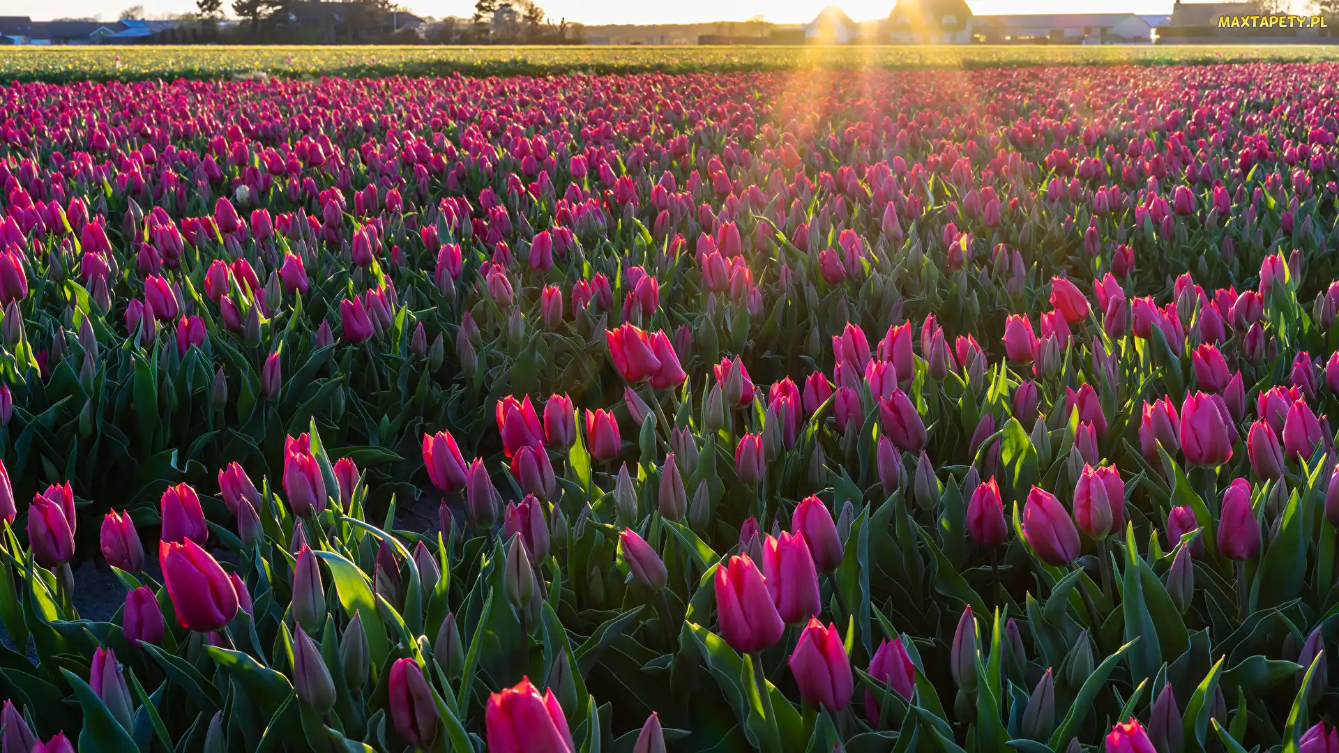 Promienie słońca, Plantacja, Pole, Tulipany