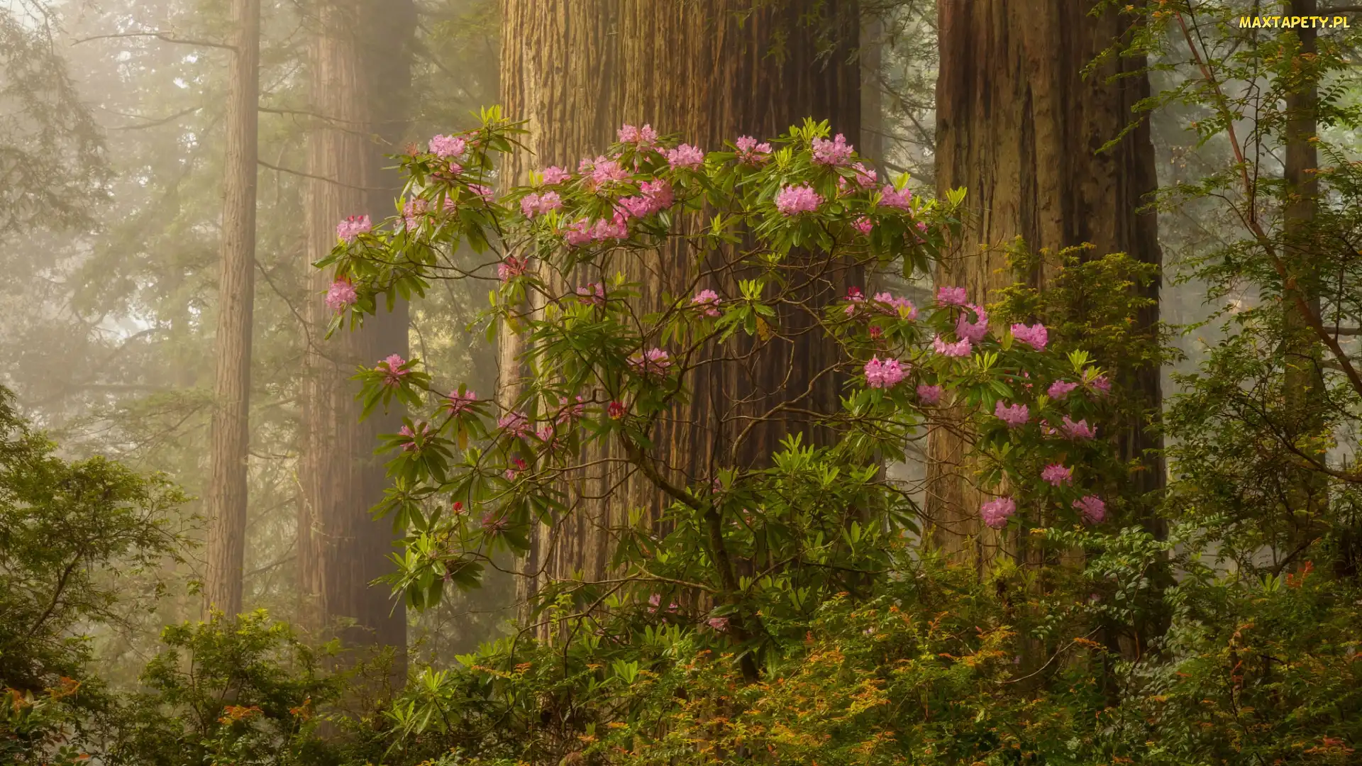 Stany Zjednoczone, Kalifornia, Różanecznik, Park Narodowy Redwood, Las, Drzewa