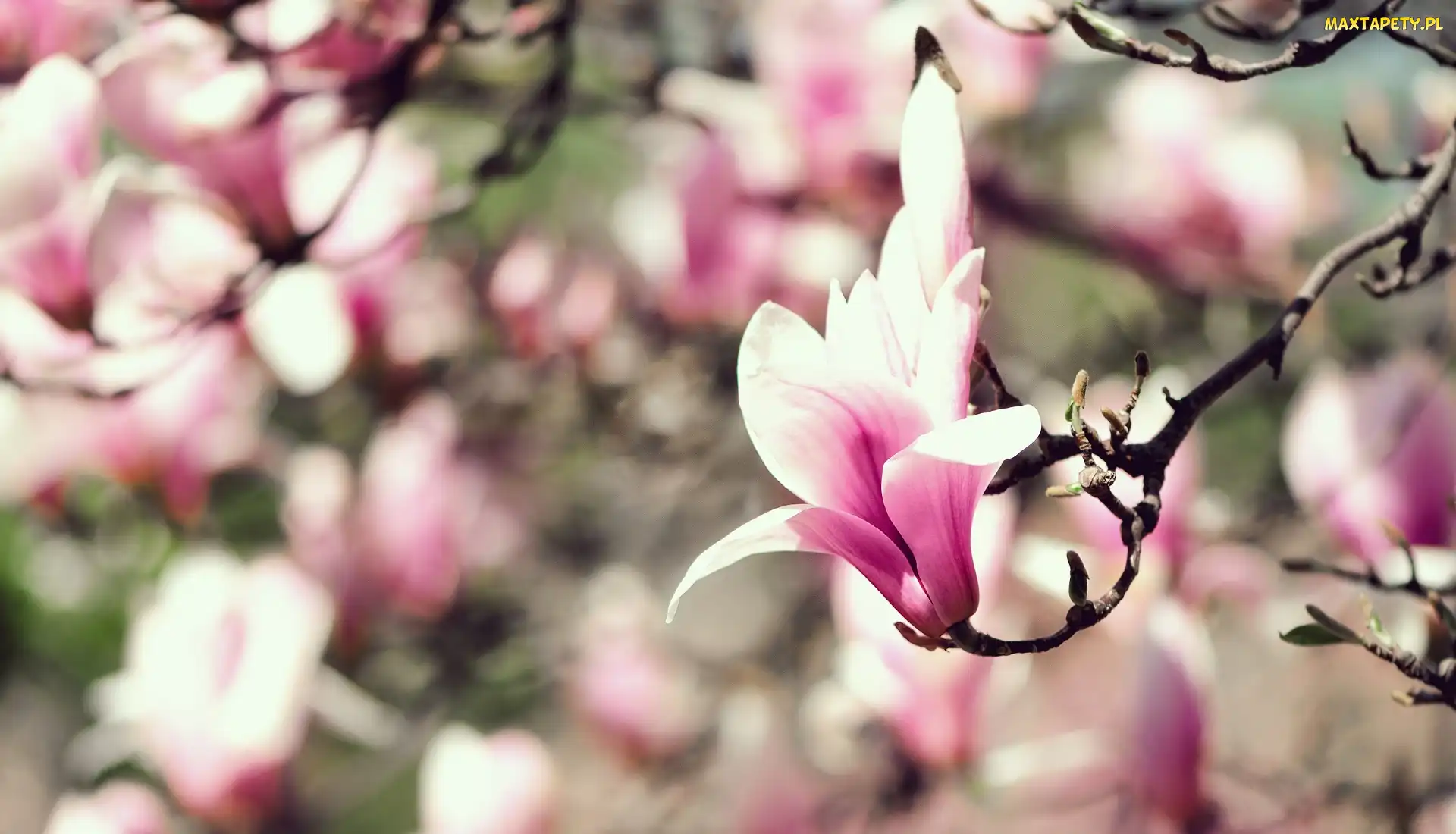 Magnolia, Różowo-biała, Gałązka, Kwiat