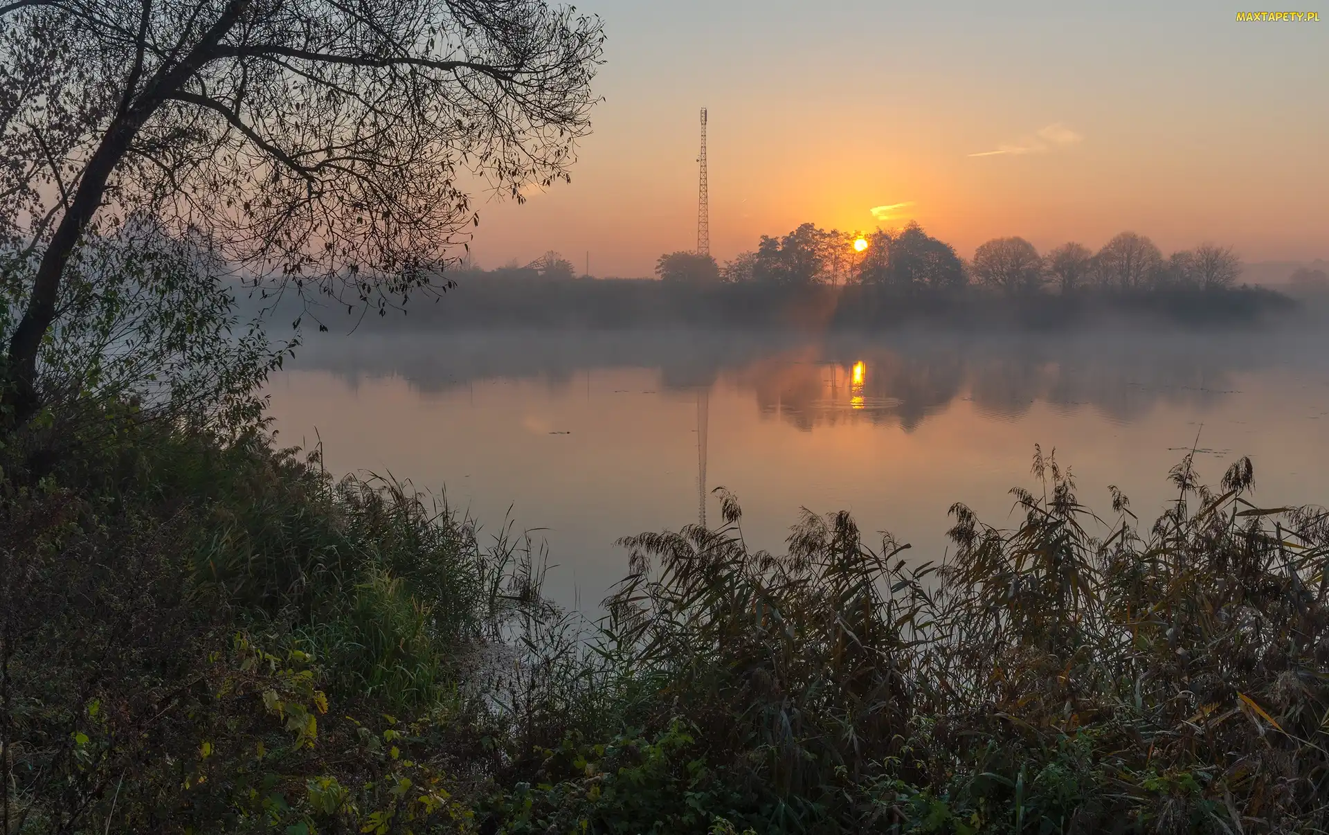 Jezioro, Mgła, Wschód słońca, Drzewo