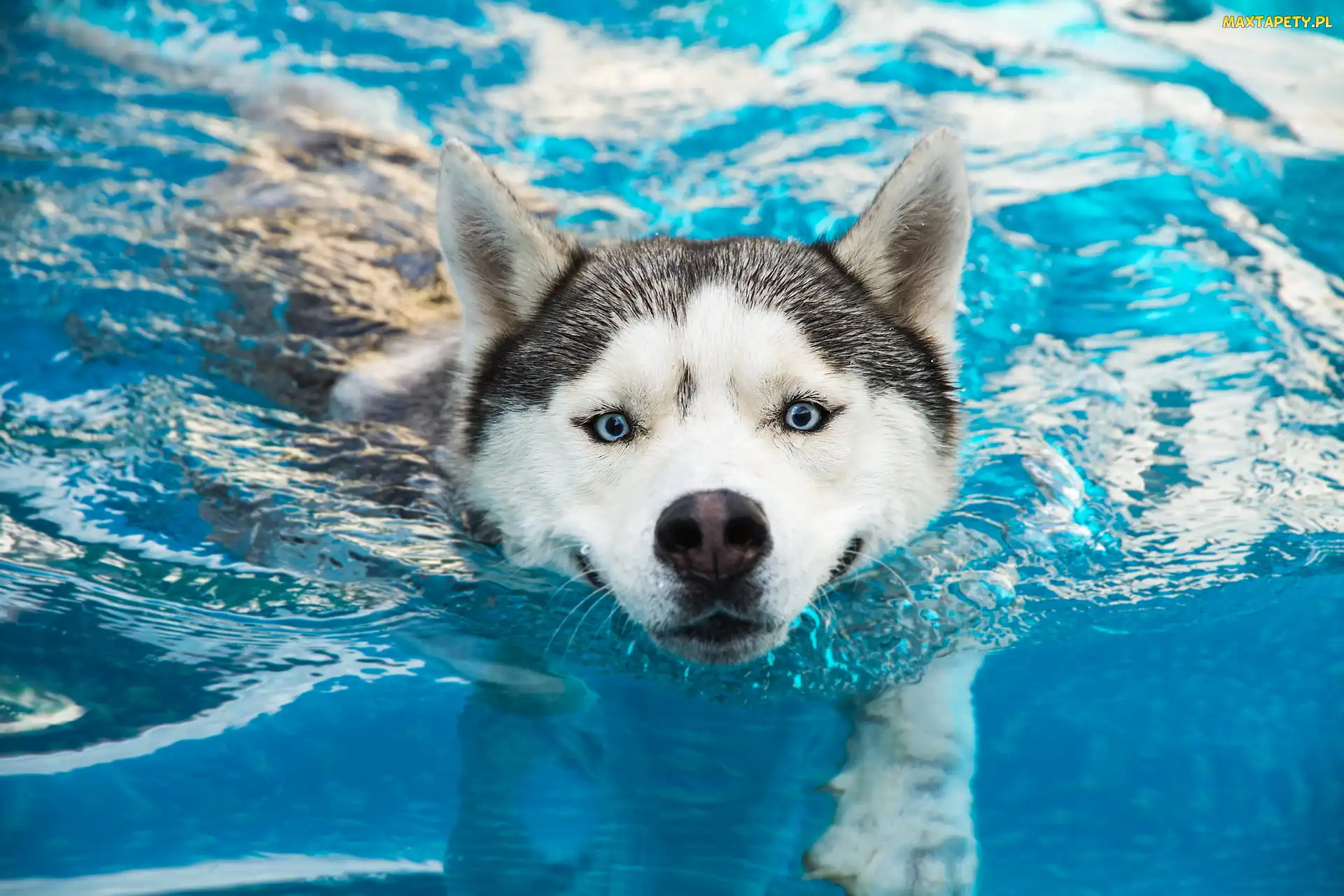 Siberian husky, Woda, Płynący