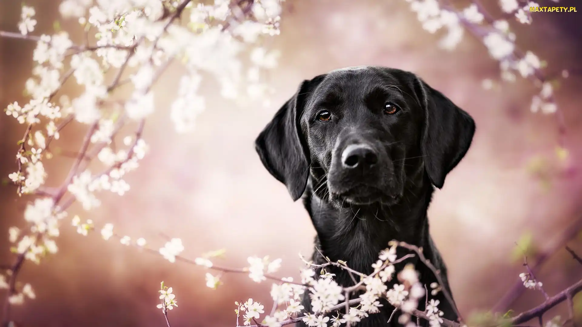 Pies, Gałązki, Okwiecone, Labrador retriever, Czarny