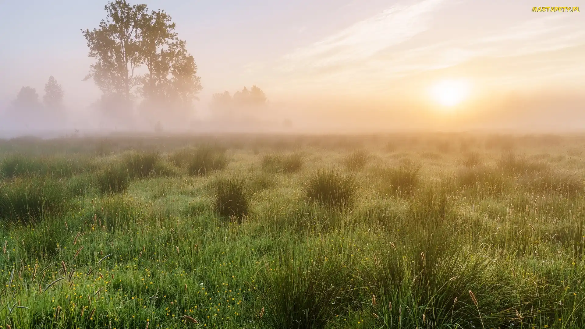 Łąka, Trawy, Wschód słońca, Mgła, Drzewa