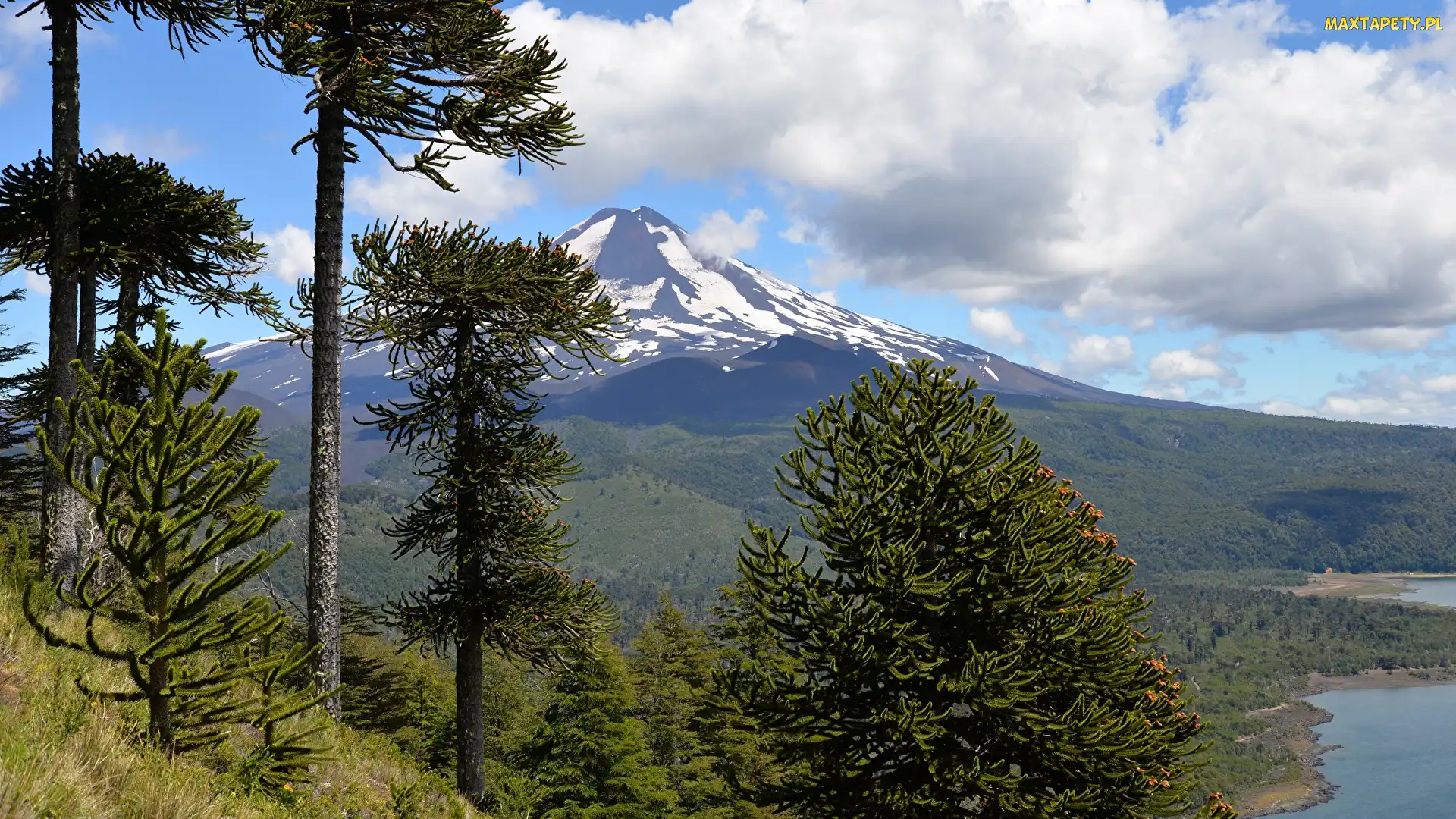 Chile, Park Narodowy Conguillio, Wulkan Llaima, Góra, Drzewa, Araukarie chilijskie