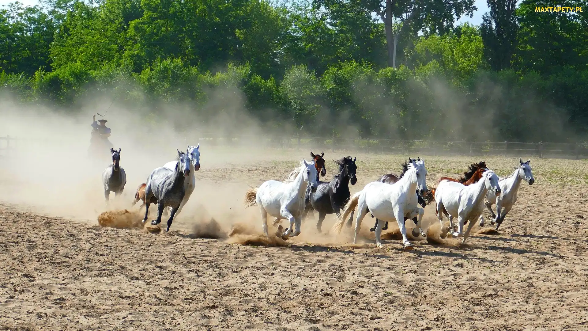 Galop, Piasek, Konie