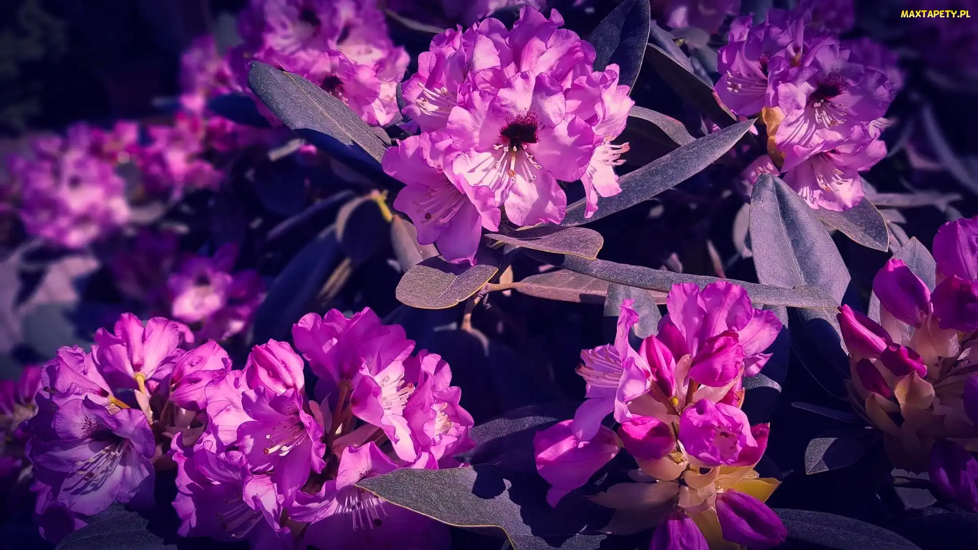 Różowe, Różanecznik, Rododendron, Kwiaty