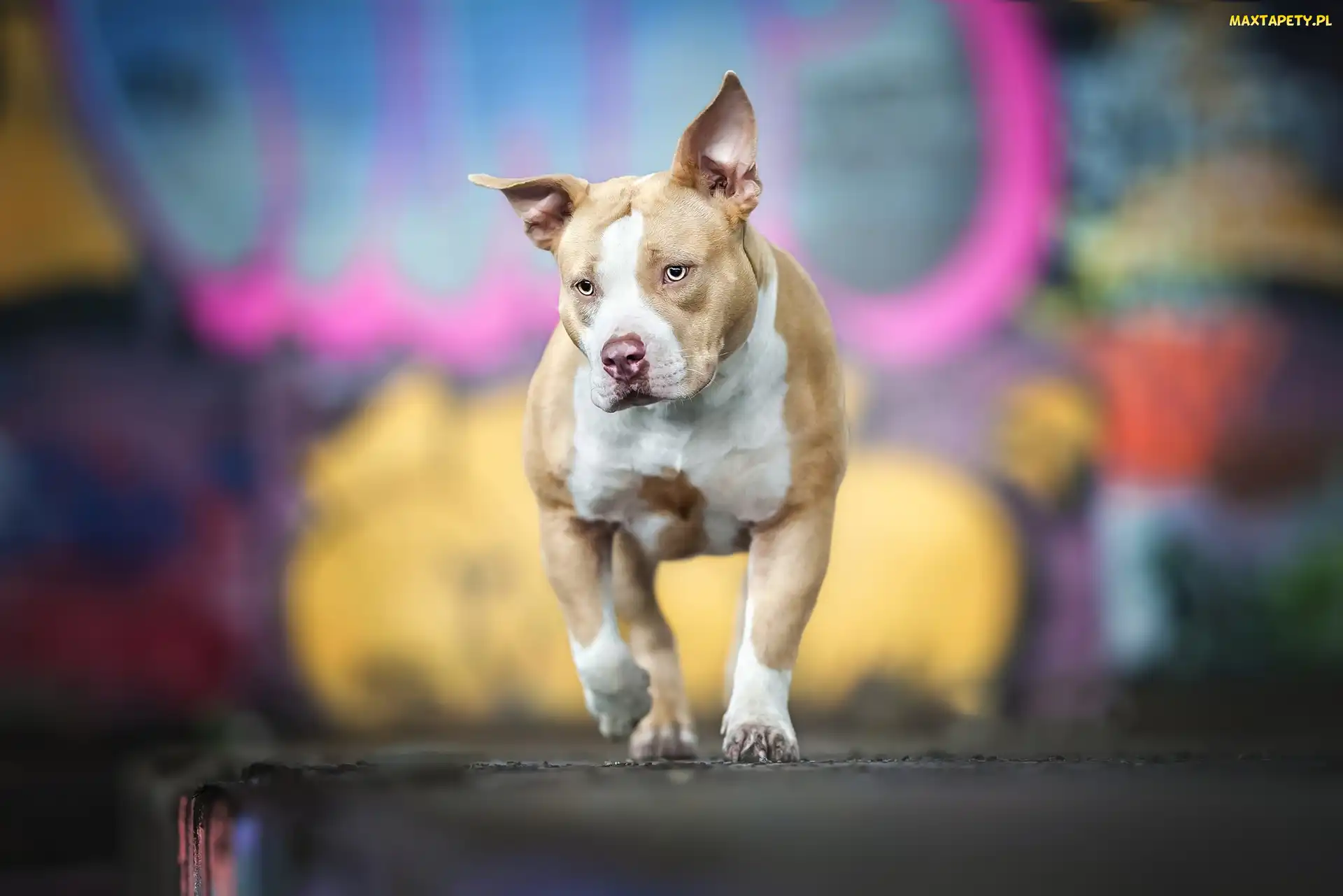 Pies, Amerykański pitbulterier, American Pit Bull terrier