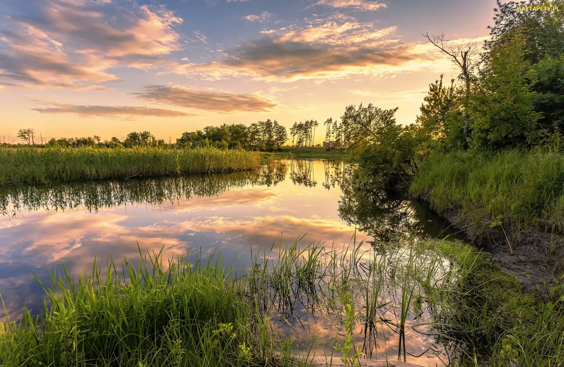 Jezioro, Zachód słońca, Trawa, Drzewa, Szuwary