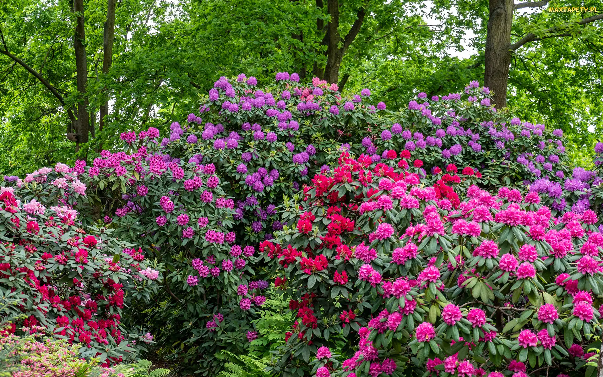 Różaneczniki, Rododendrony, Kolorowe, Krzewy