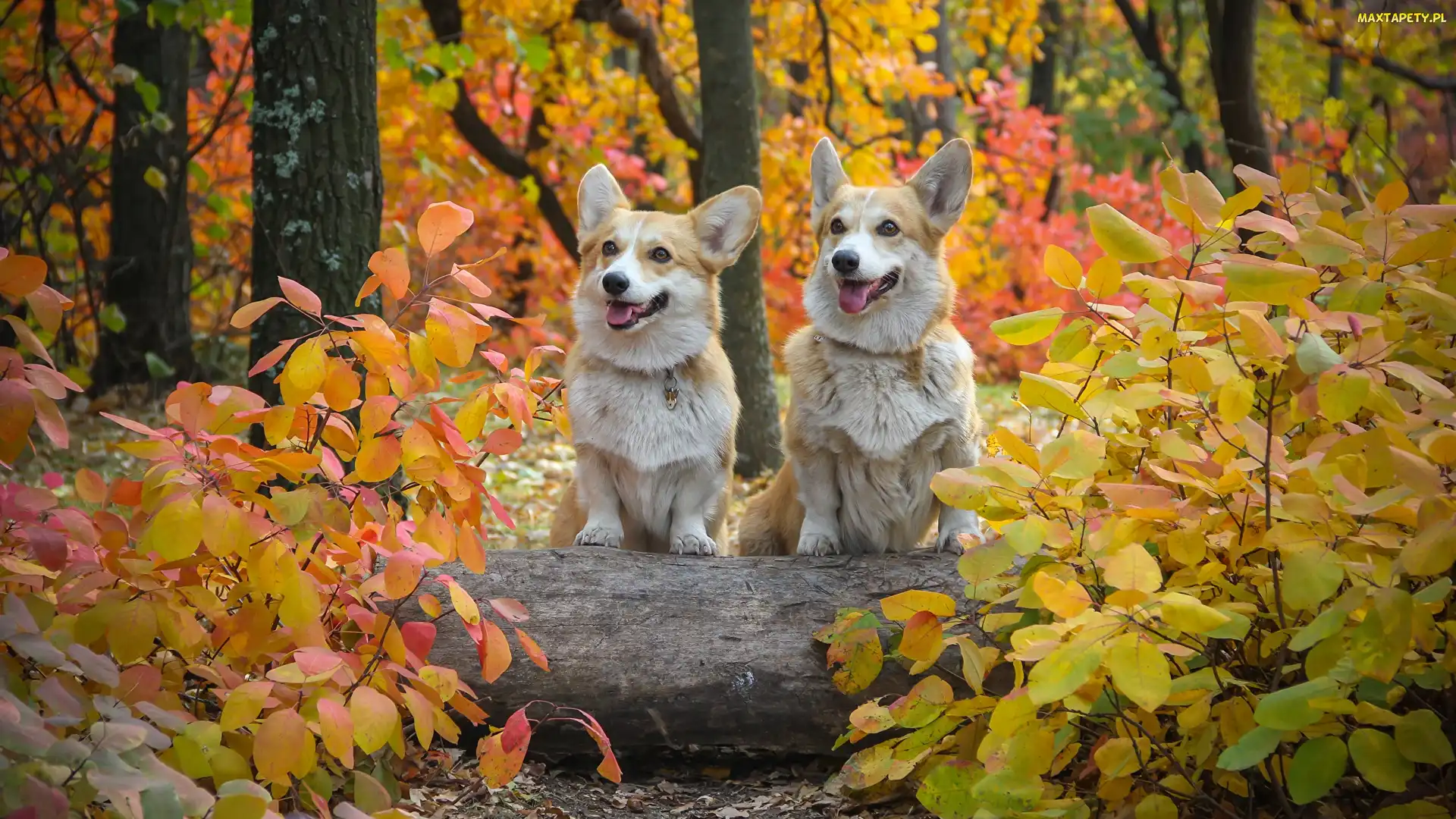 Dwa, Psy, Jesień, Las, Liście, Welsh corgi pembroke