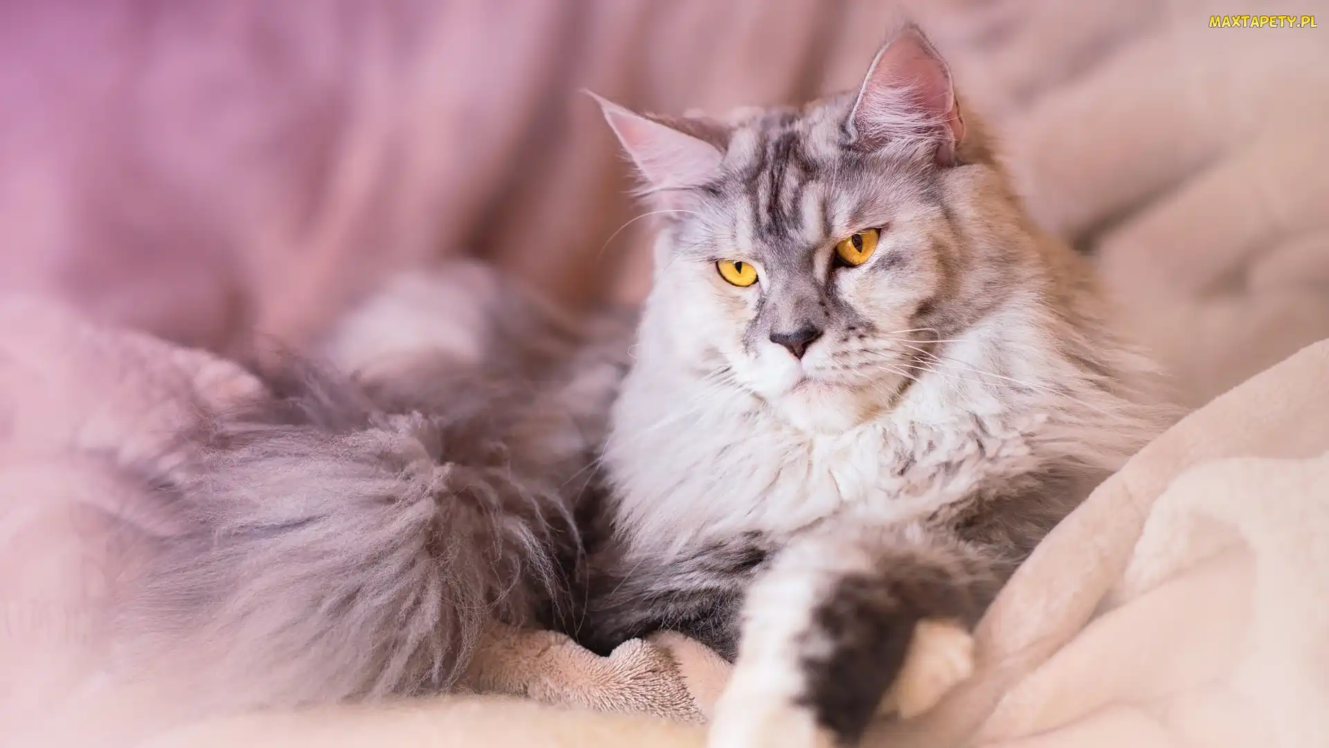 Mainkun, Maine coon, Leżący, Kot