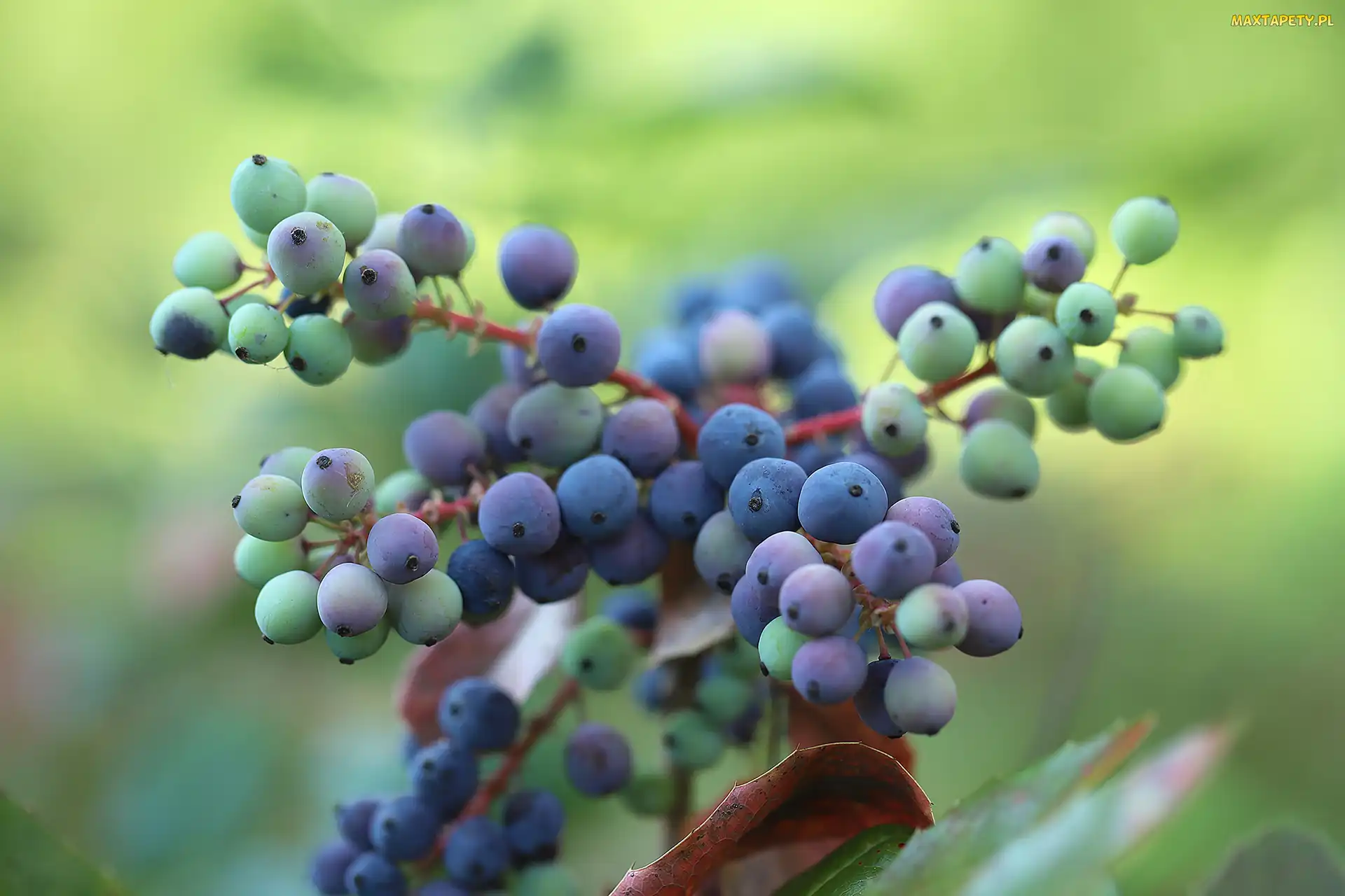 Fioletowe, Krzew, Jagody, Owoce, Mahonia pospolita