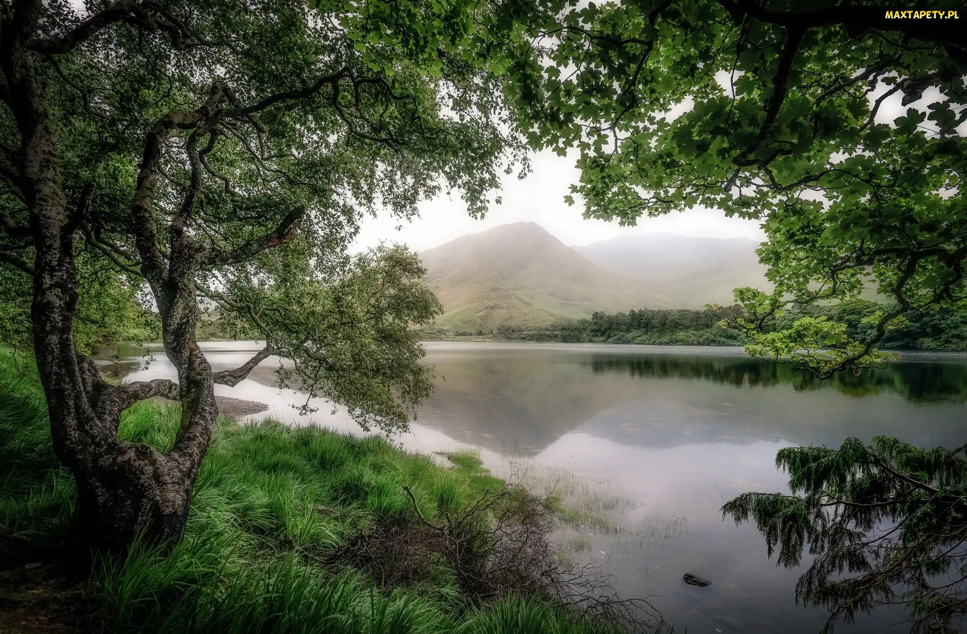 Irlandia, Region Connemara, Jezioro Pollacapall, Drzewa, Góry, Galway