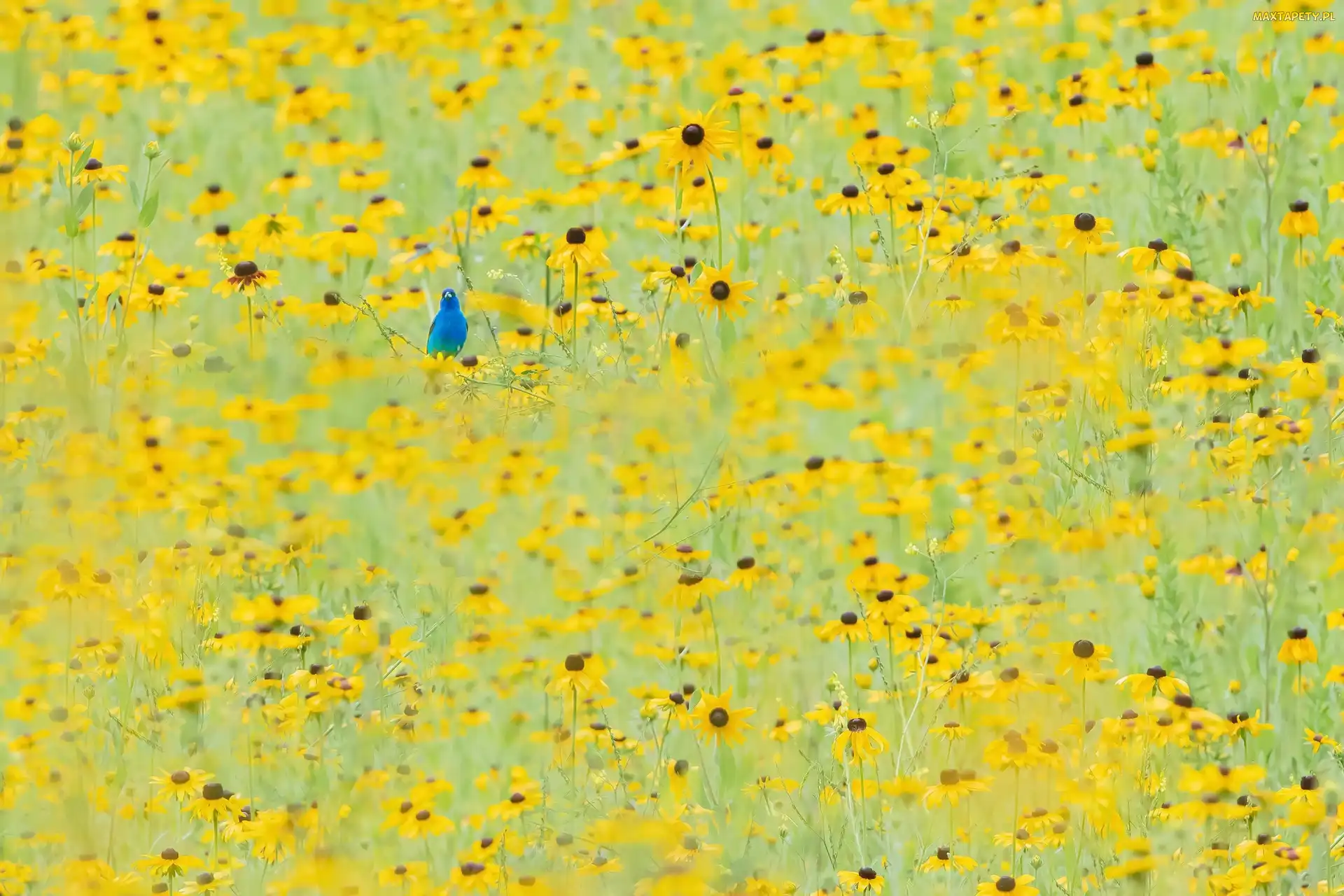 Kwiaty, Ptak, Niebieski, Rudbekia, Żółte