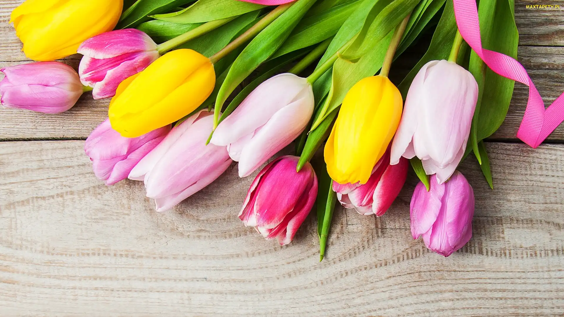 Tulipany, Deski, Wstążka, Różowa, Kolorowe
