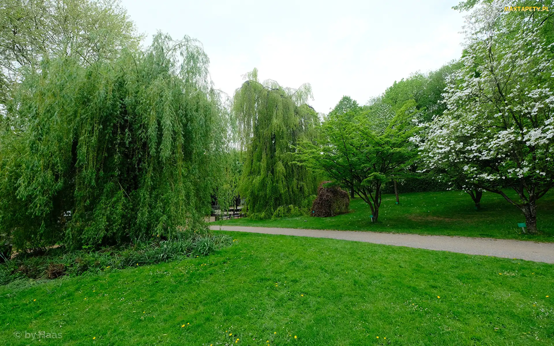 Park, Wiosna, Ścieżka, Wierzba, Trawnik, Drzewa