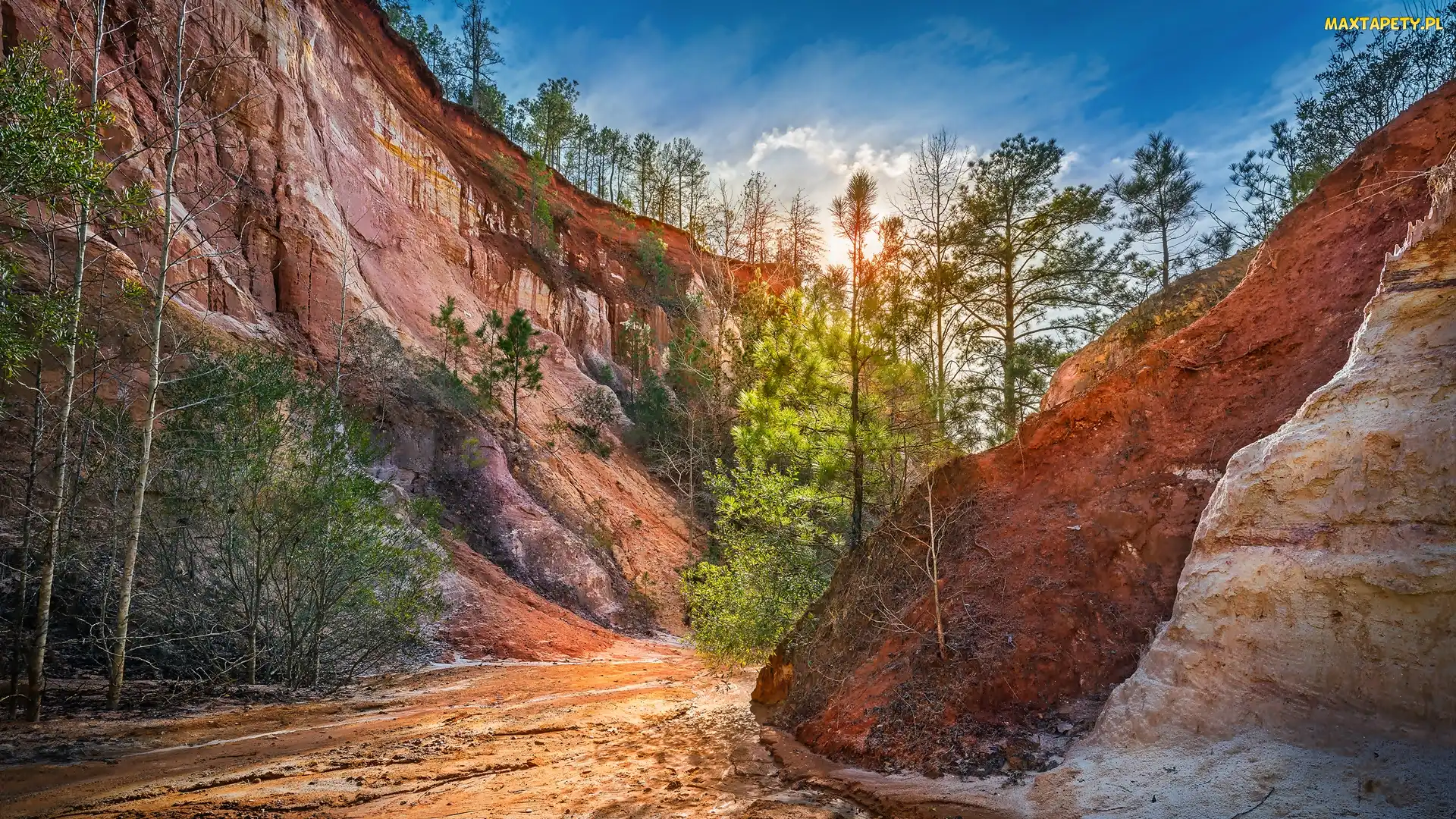 Georgia, Lumpkin, Kanion, Stany Zjednoczone, Drzewa, Park stanowy Providence Canyon, Skały
