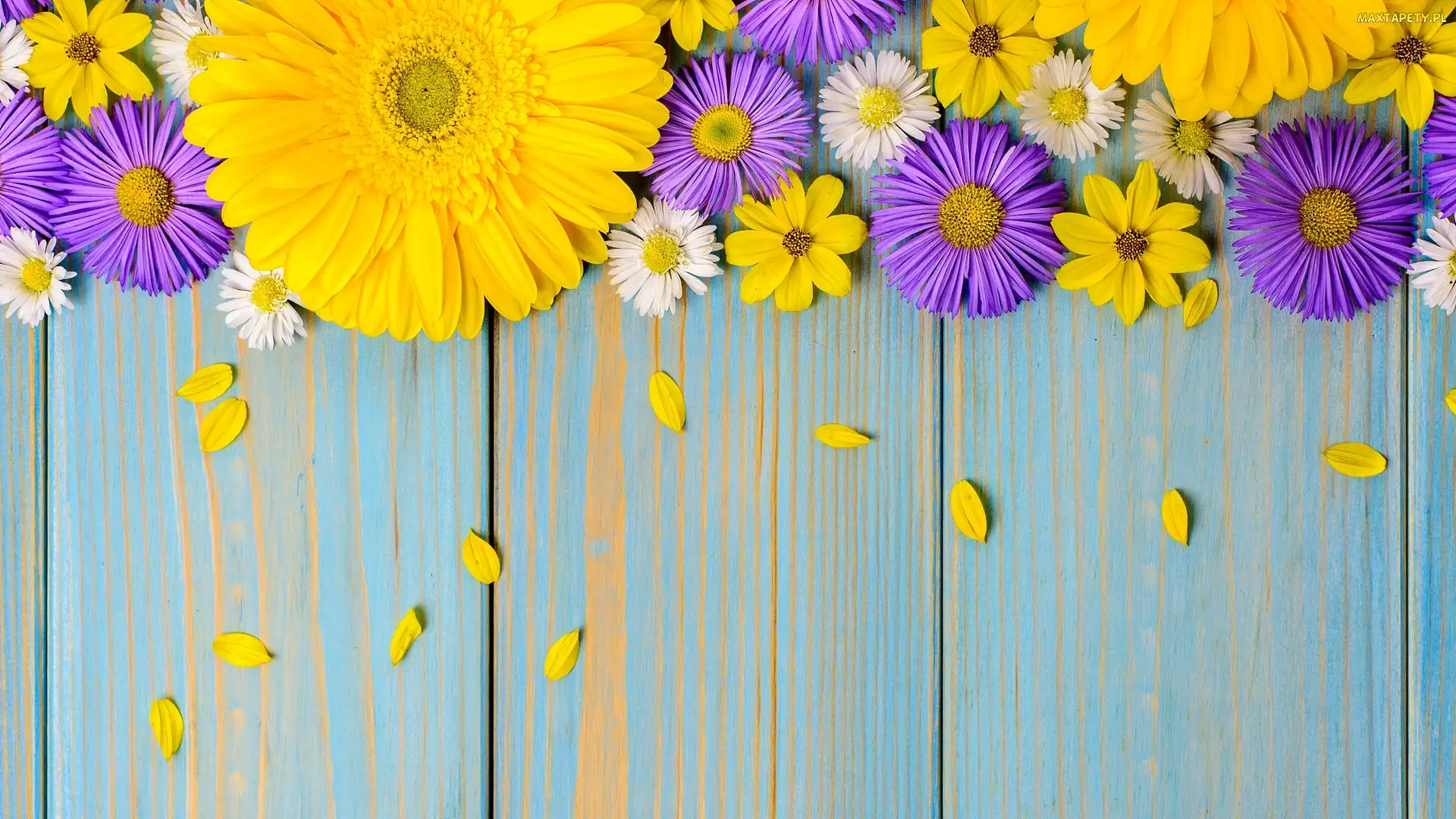 Stokrotki, Deski, Gerbera, Astry, Żółta