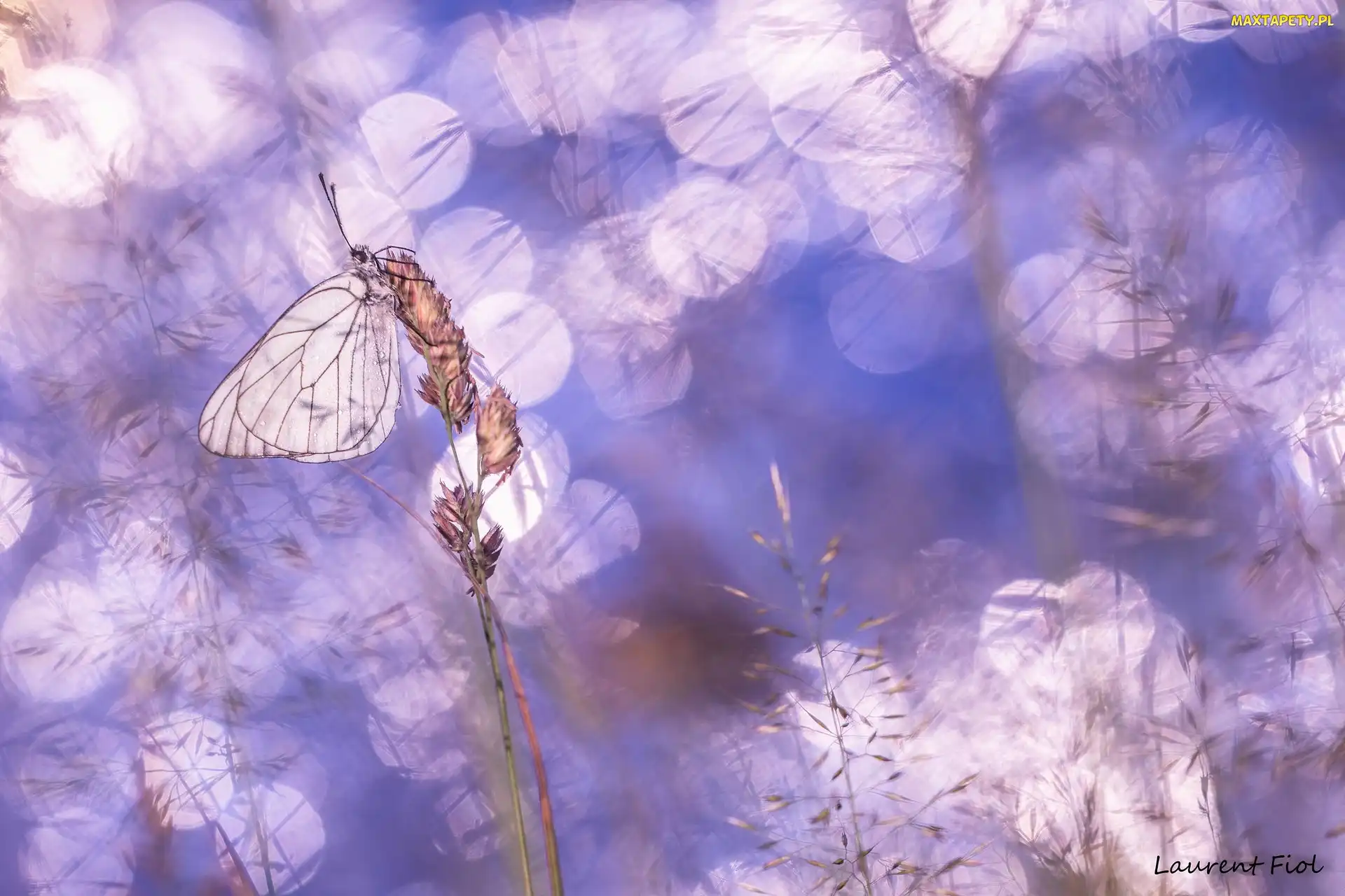 Motyl, Trawy, Źdźbła, Niestrzęp głogowiec