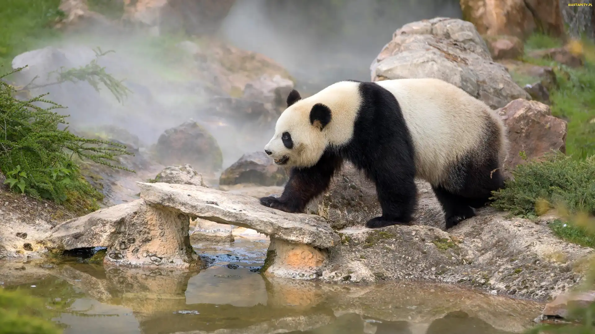 Zarośla, Mgła, Panda wielka, Niedźwiedź, Woda, Kamienie