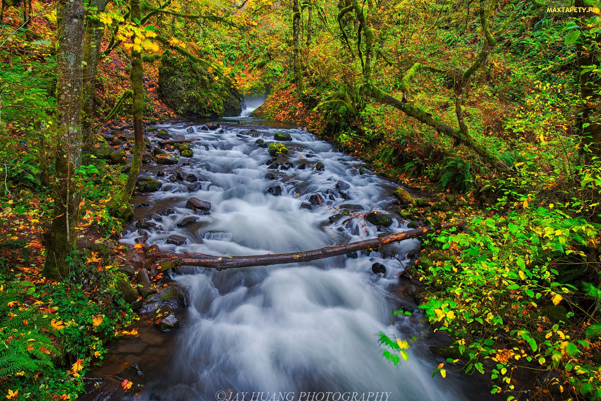 Las, Jesień, Rzeka Bridal Veil Creek, Kamienie, Oregon, Drzewa, Stany Zjednoczone, Rezerwat przyrody Columbia River Gorge