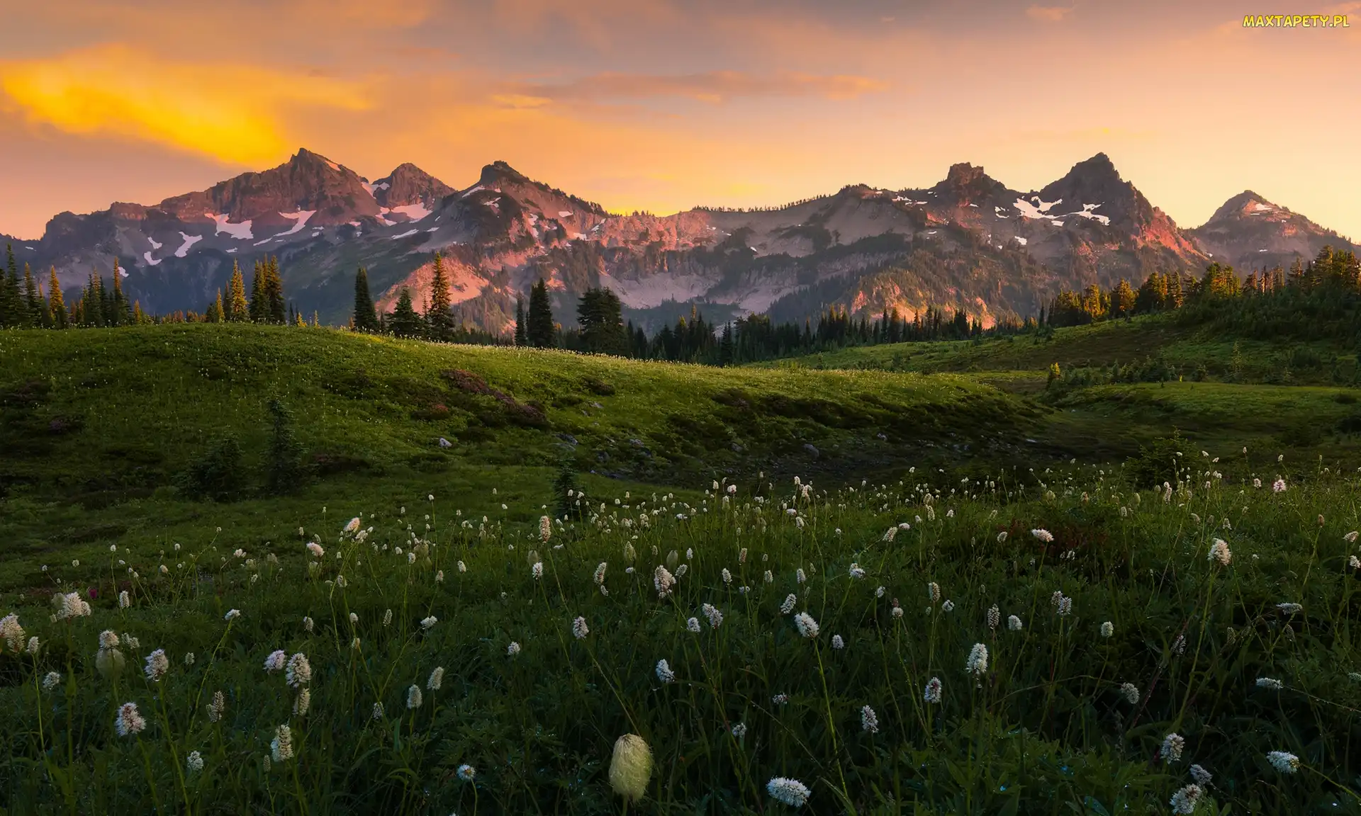 Góry Kaskadowe, Stan Waszyngton, Roślinność, Stany Zjednoczone, Chmury, Łąka, Pasmo Tatoosh, Park Narodowy Mount Rainier, Drzewa