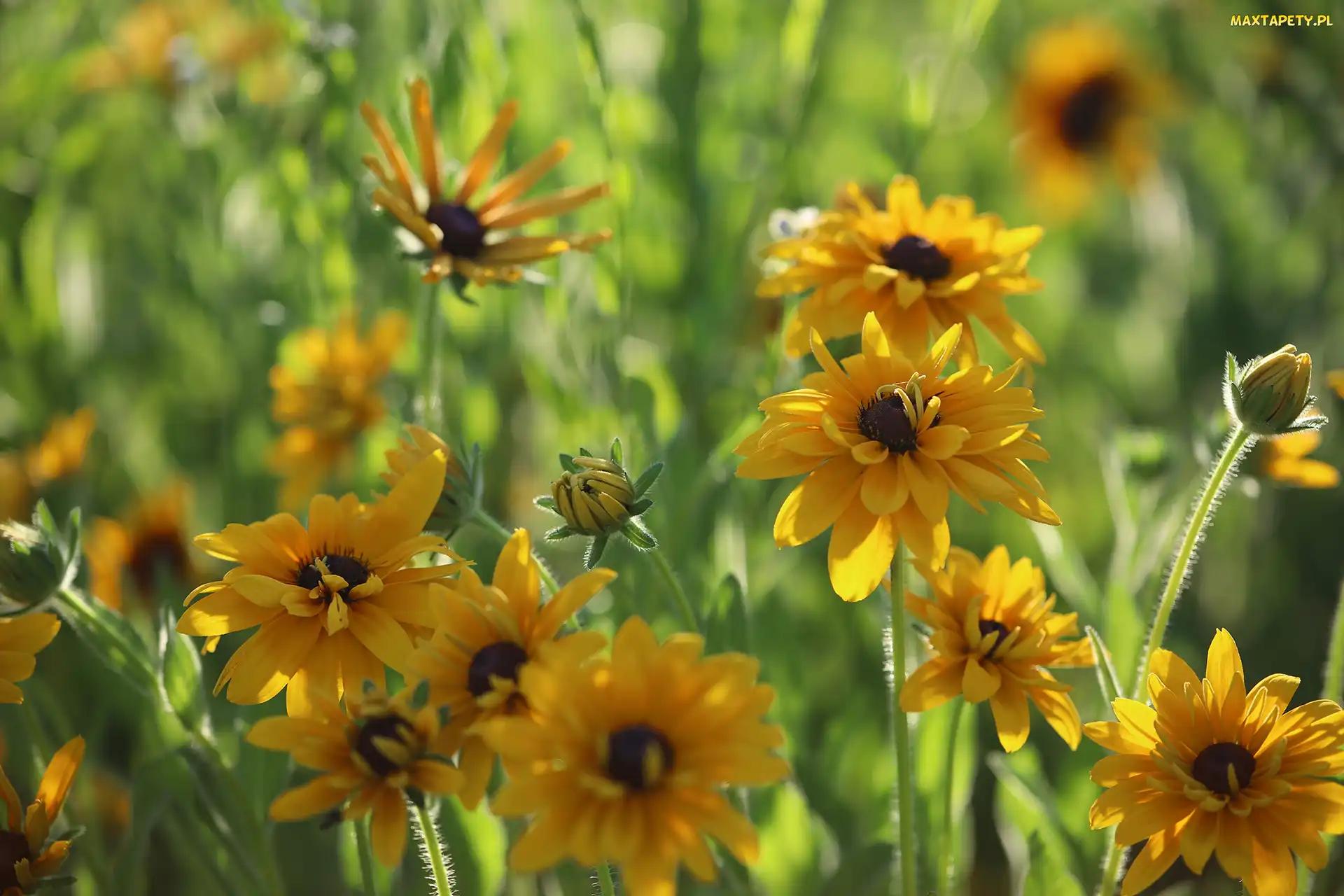 Rudbekie, Kwiaty, Żółte