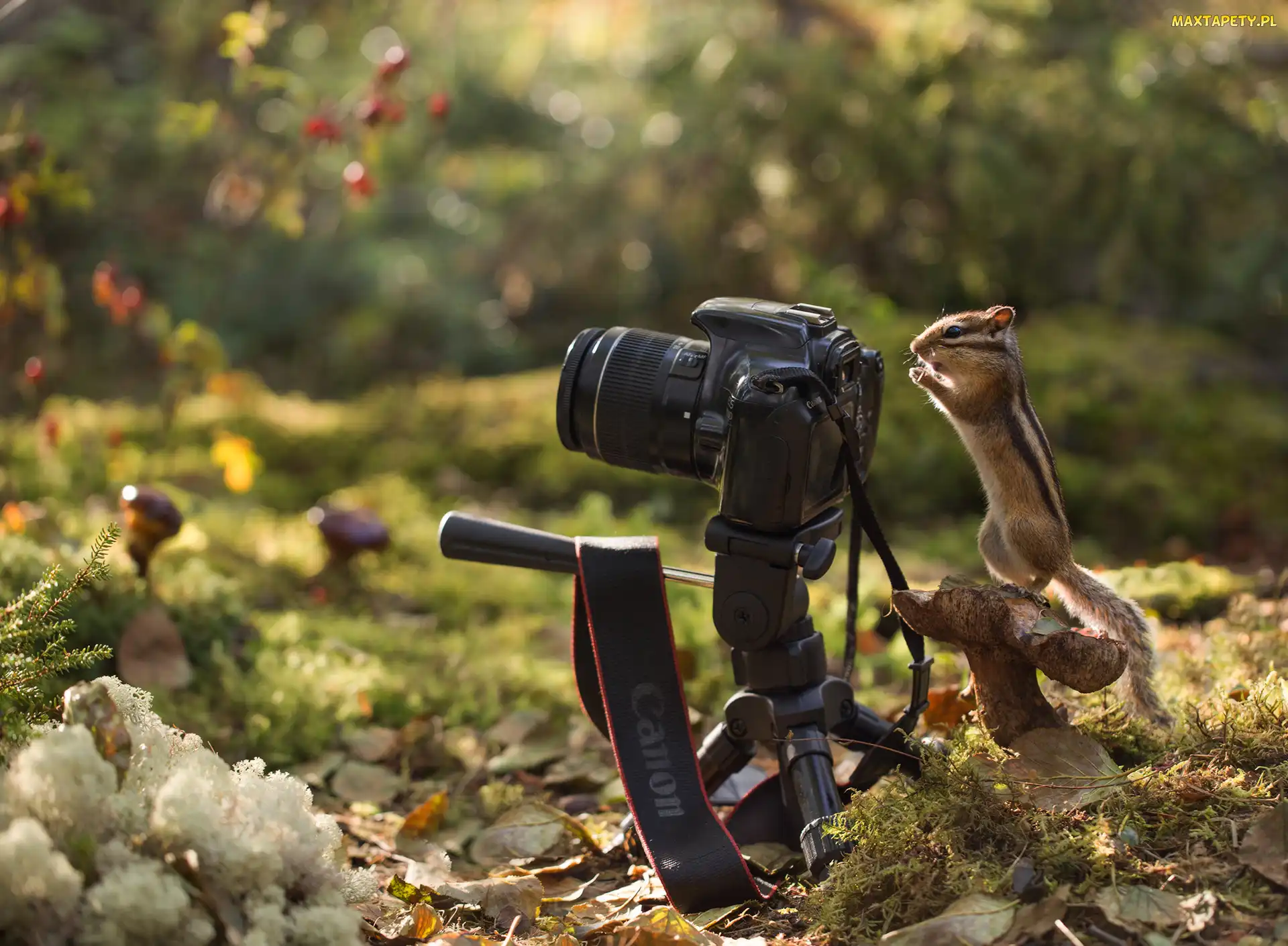 Grzyb, Chipmunk, Aparat fotograficzny, Pręgowiec