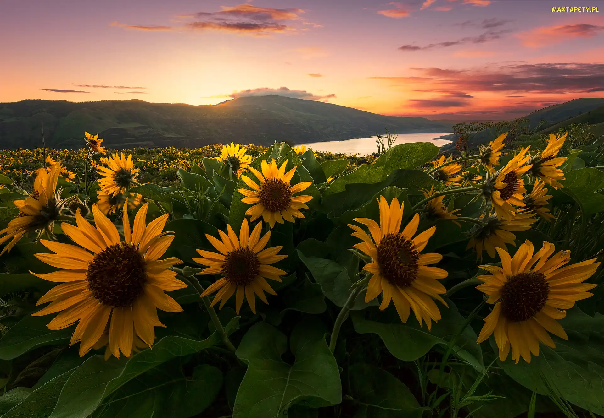 Wschód słońca, Balsamorhiza, Wzgórza, Rzeka