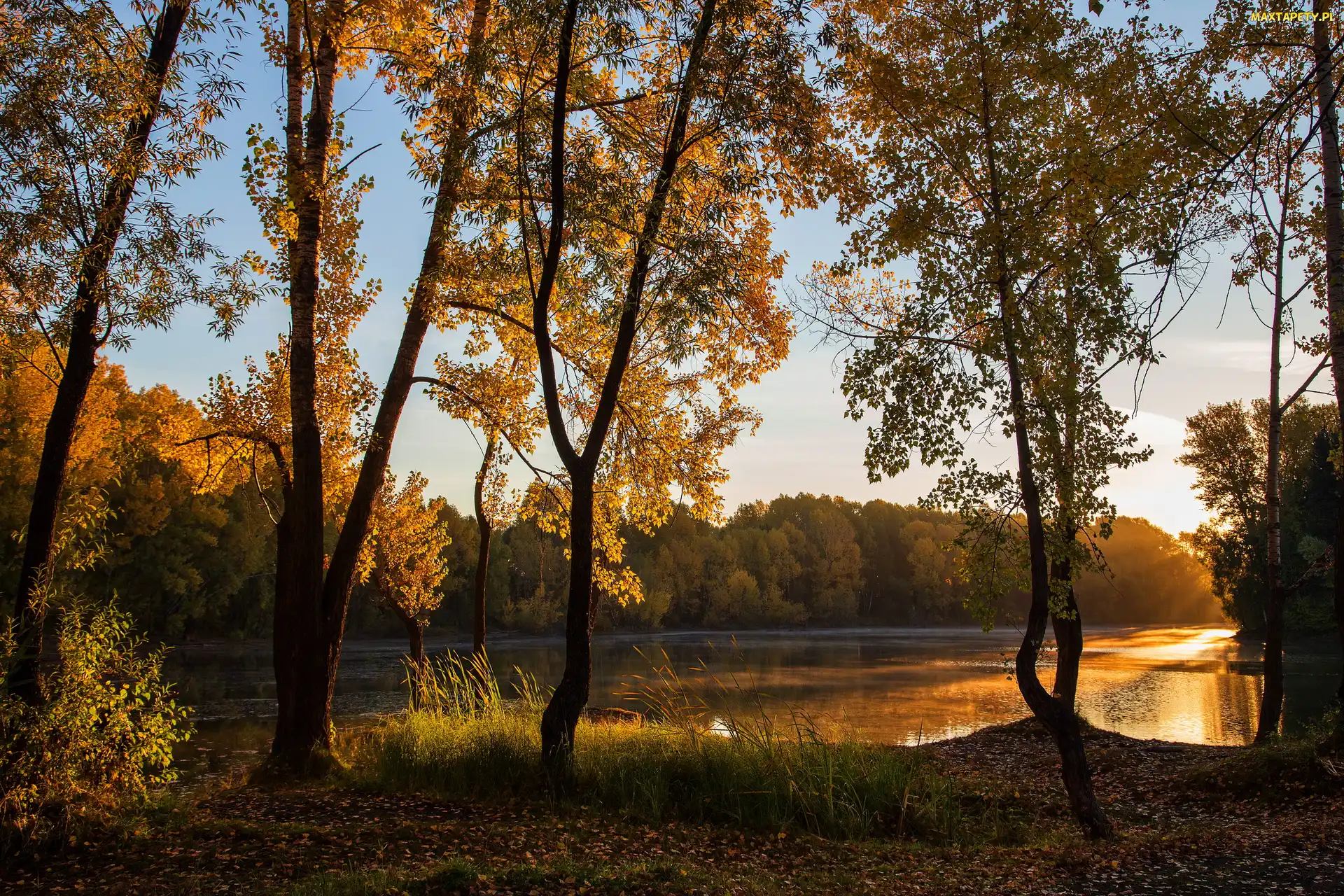 Rozświetlone, Lasy, Drzewa, Słońcem, Jezioro