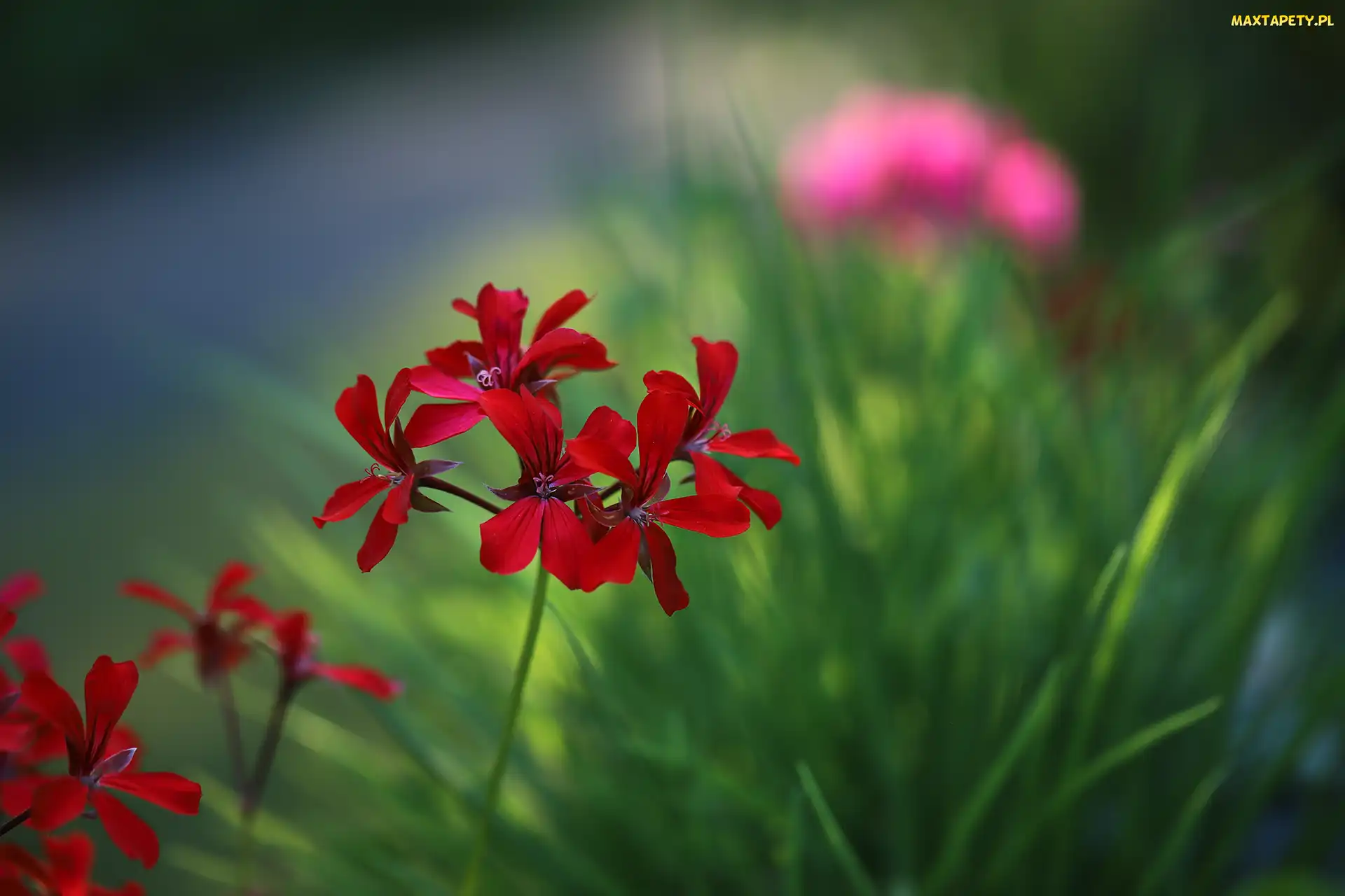 Pelargonia, Kwiaty, Czerwona