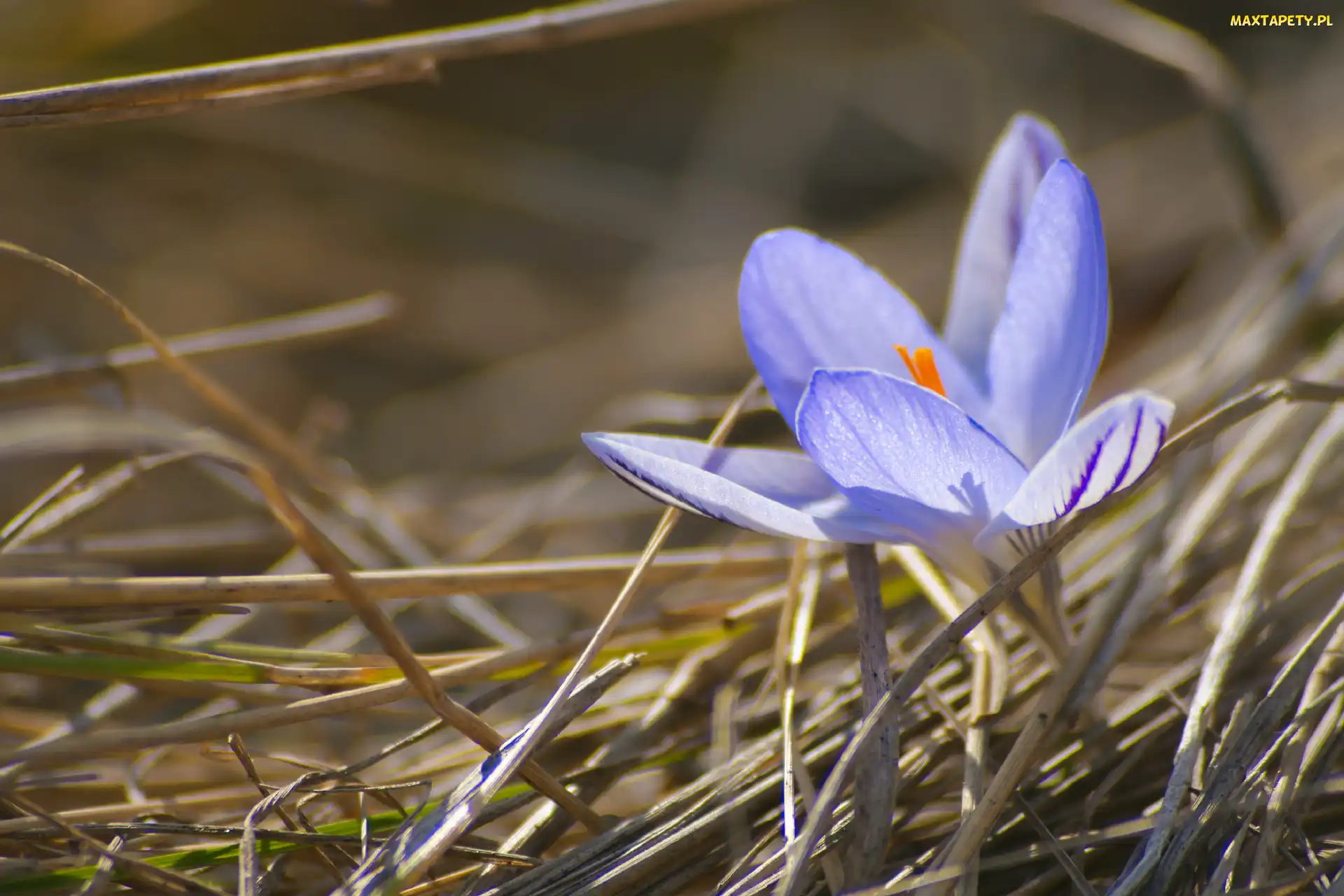 Trawa, Sucha, Krokus, Kwiat