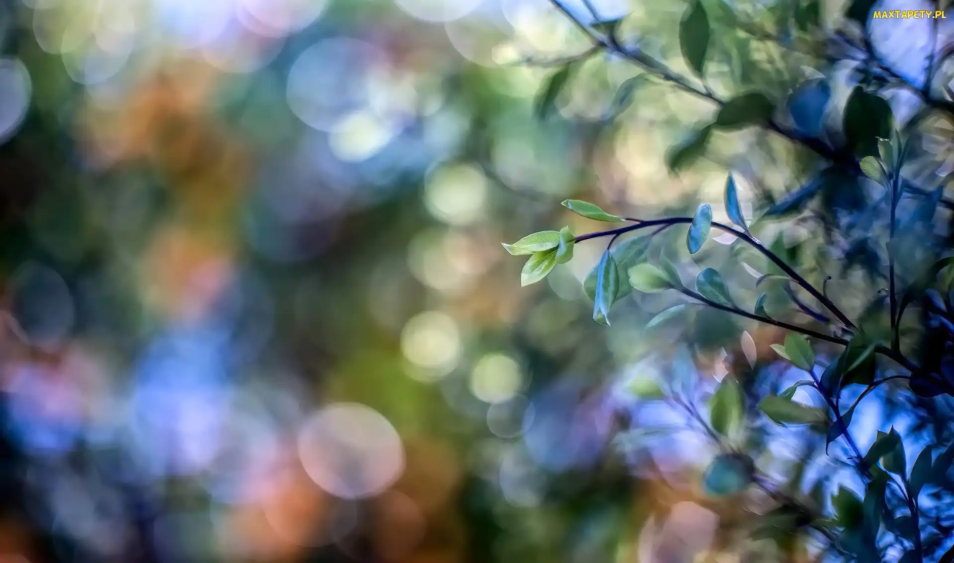 Gałązki, Bokeh, Liście