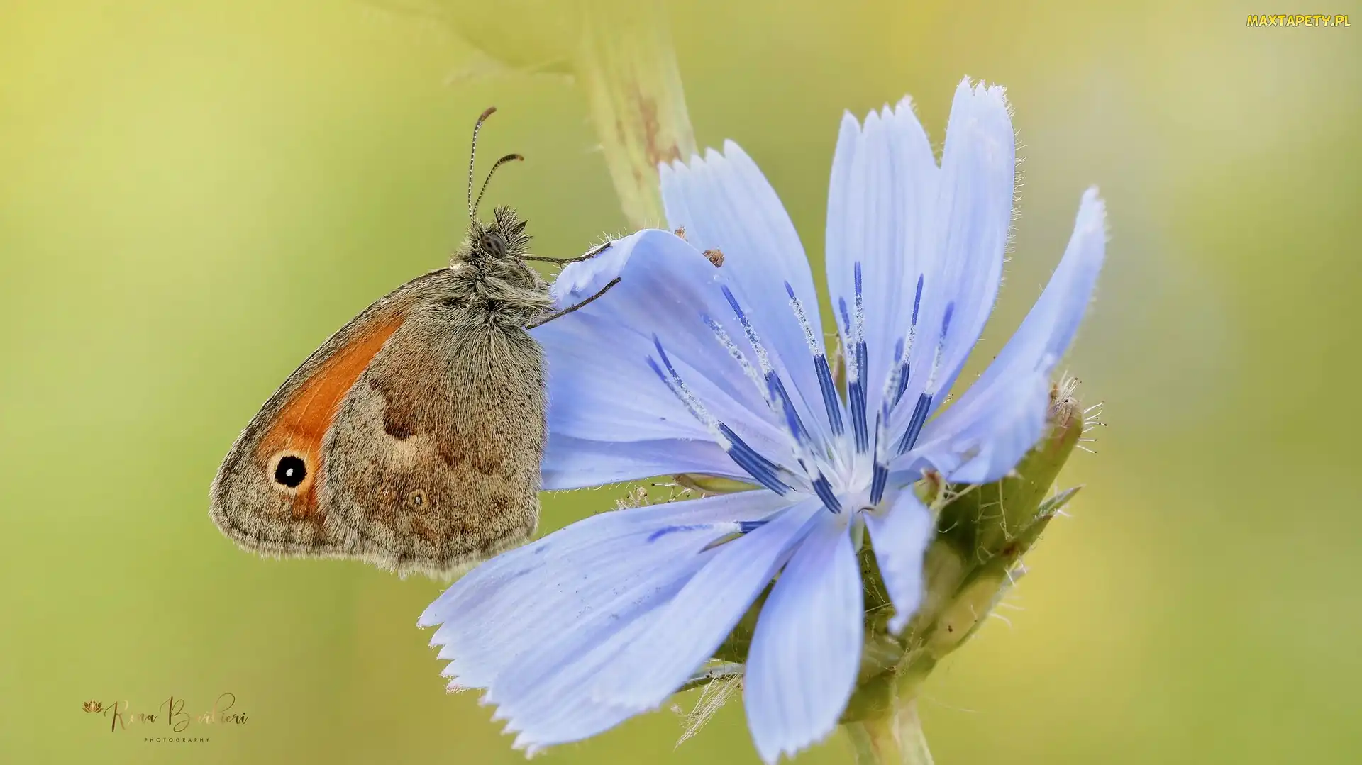 Kwiat, Niebieski, Motyl, Przestrojnik jurtina