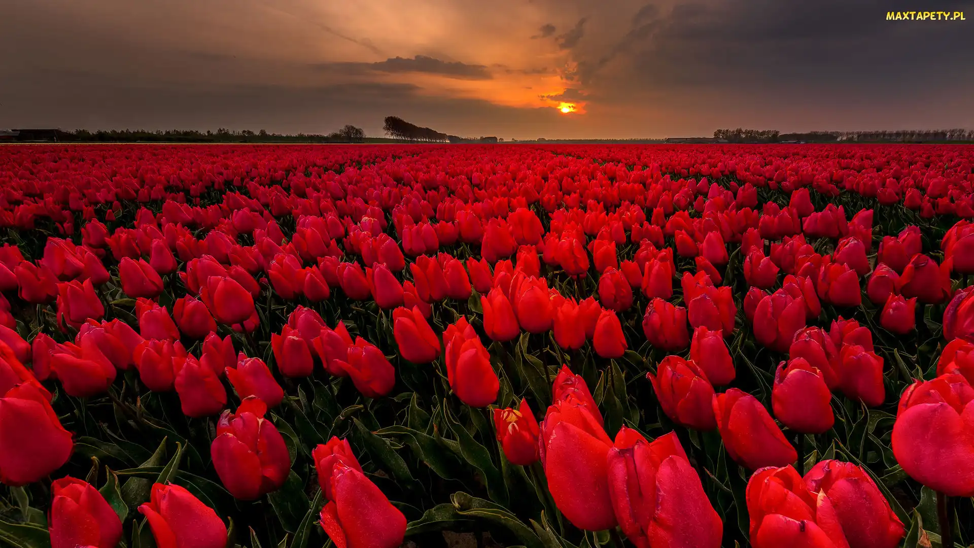 Pole, Zachód słońca, Tulipany, Czerwone