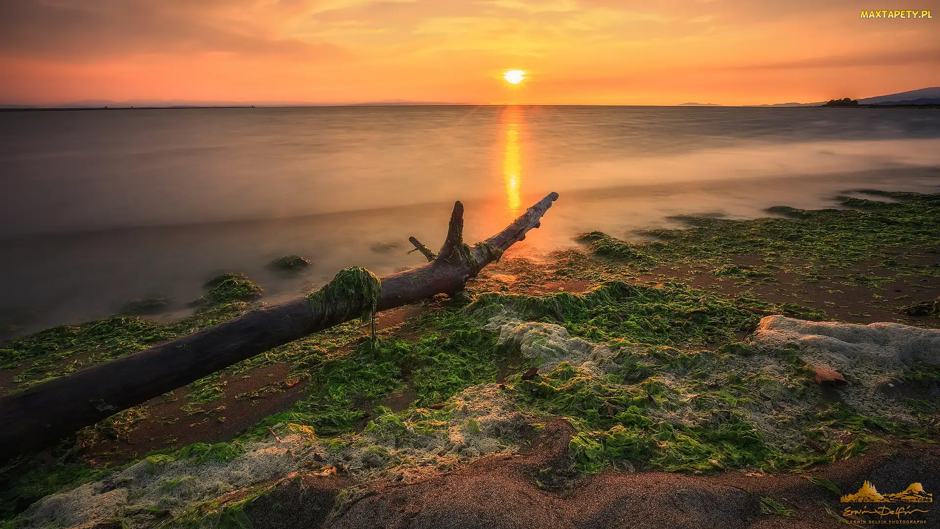 Richmond, Iona Beach Regional Park, Zachód słońca, Kanada, Wodorosty, Rzeka Fraser, Konar