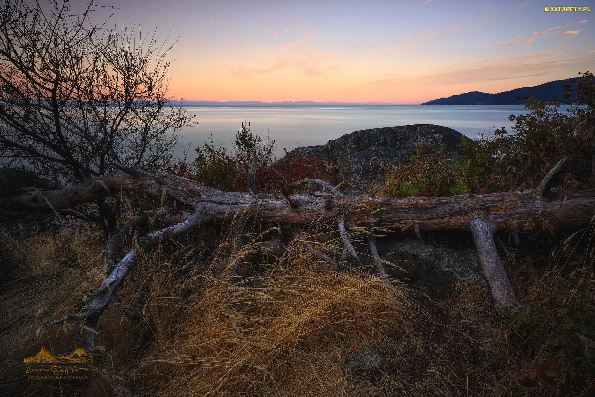 Kanada, West Vancouver, Whytecliff Park, Kolumbia Brytyjska, Trawy, Morze, Konar, Drzewo, Zachód słońca, Skały