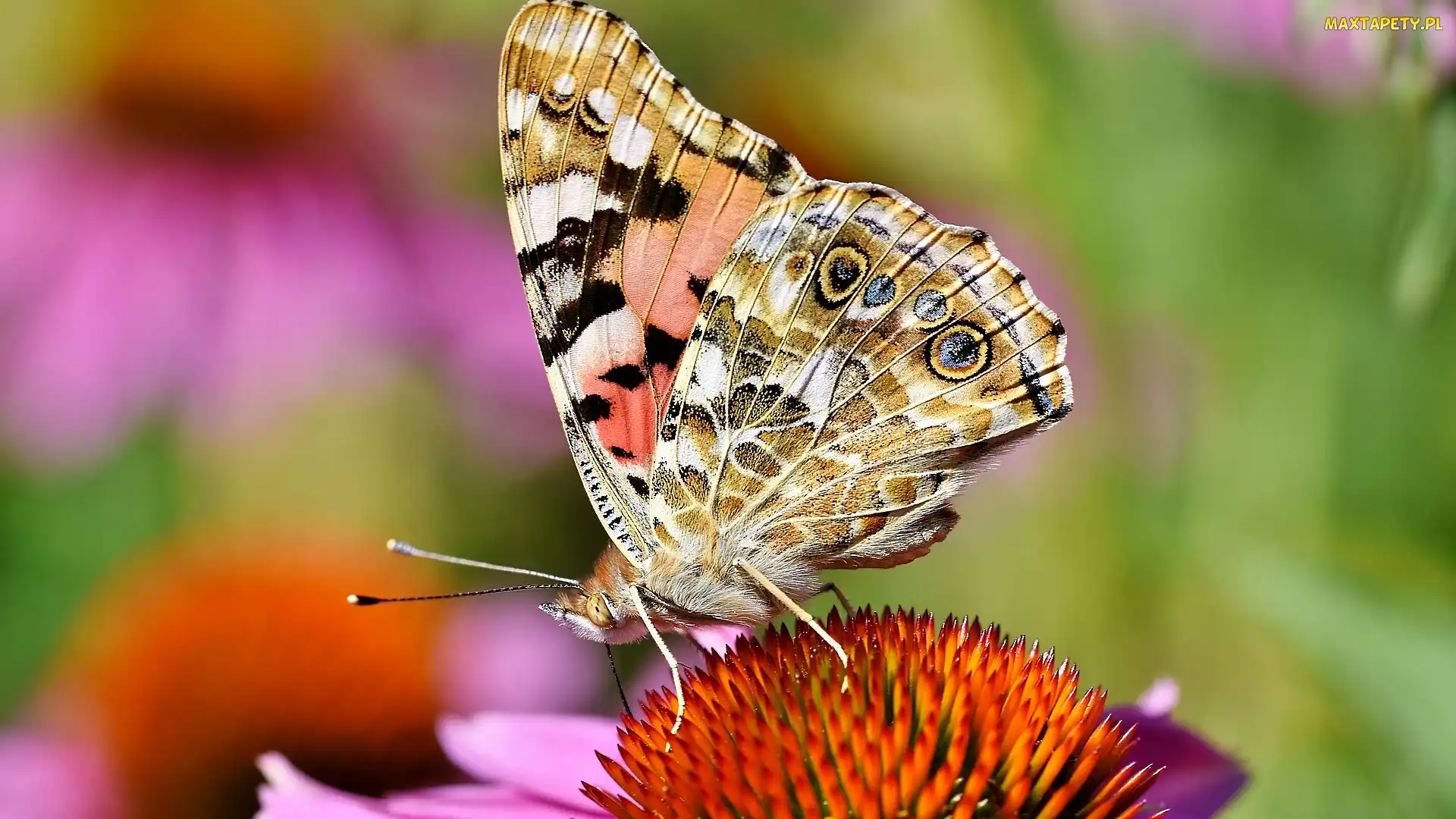 Kwiat, Rusałka osetnik, Motyl, Jeżówka