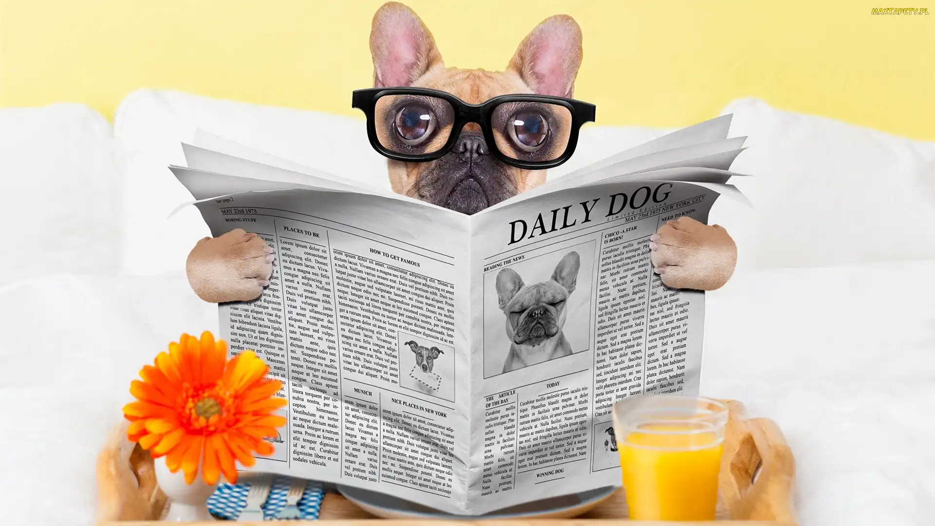 Szklanka, Kwiatek, Buldog francuski, Sok, Gazeta, Pies, Okulary
