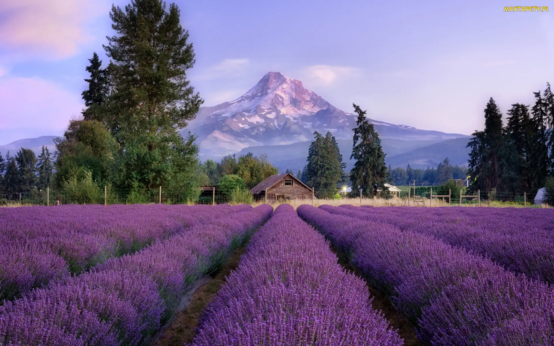 Stratowulkan Mount Hood, Miejscowość, Pole, Ogrodzenie, Hood River, Stany Zjednoczone, Lawenda, Stan Oregon, Góry, Drzewa, Dom