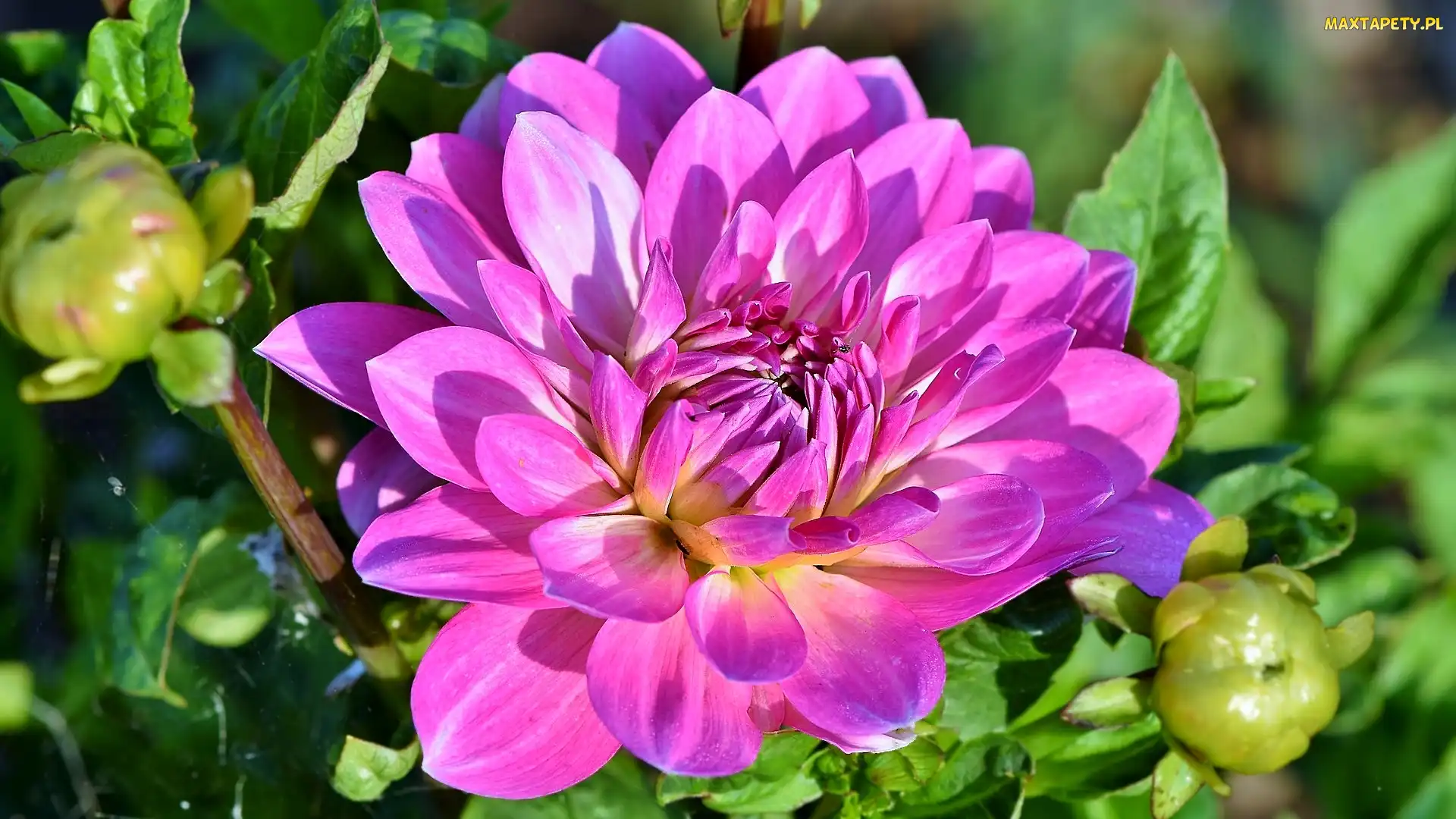 Dalia, Pąki, Rozkwitająca