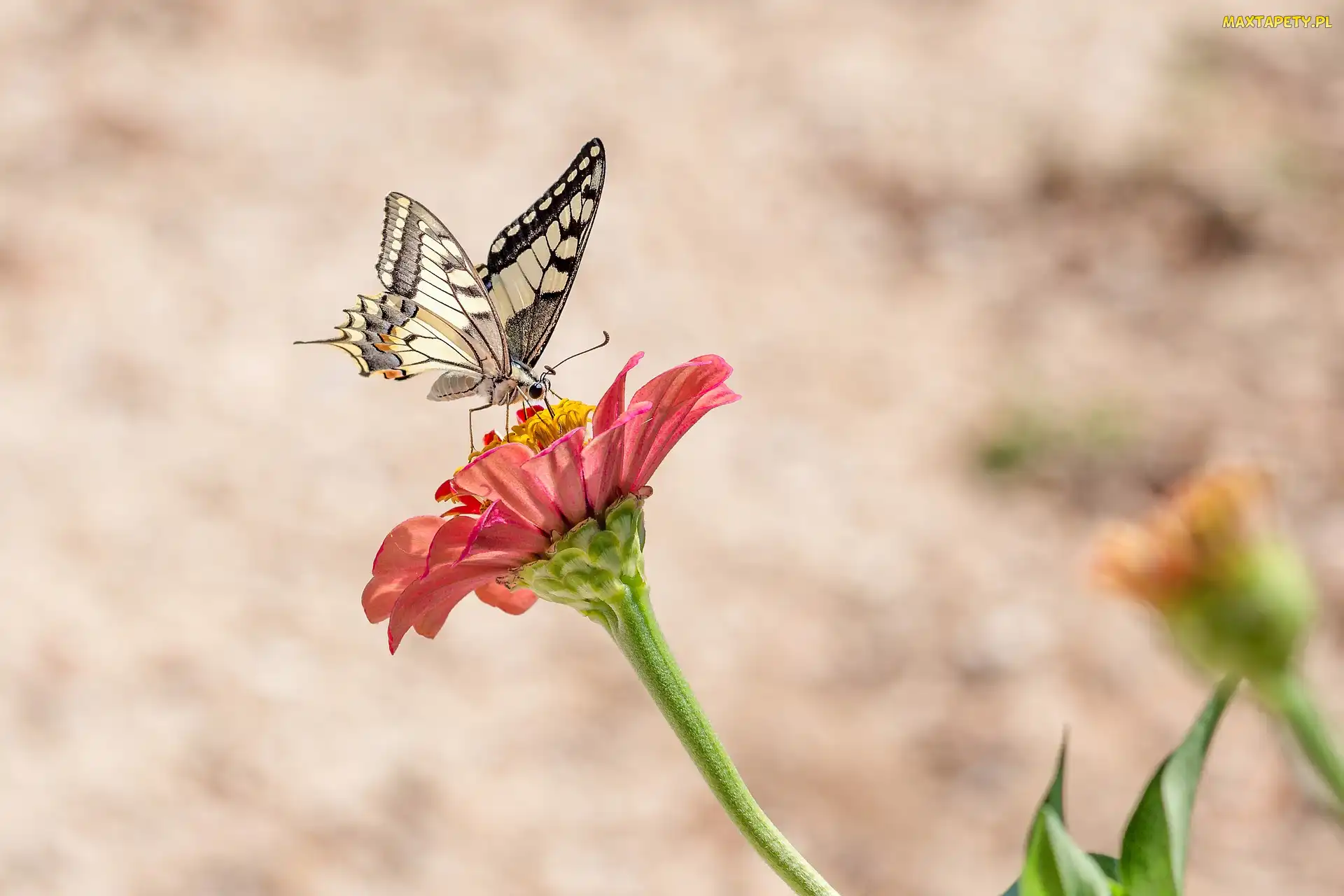 Motyl, Cynia, Kwiat, Paź królowej